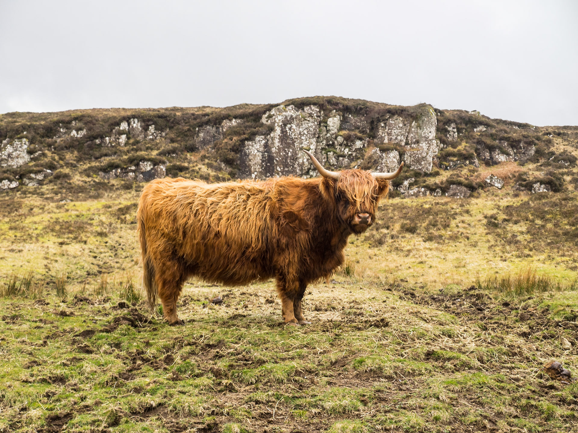 Highland cow