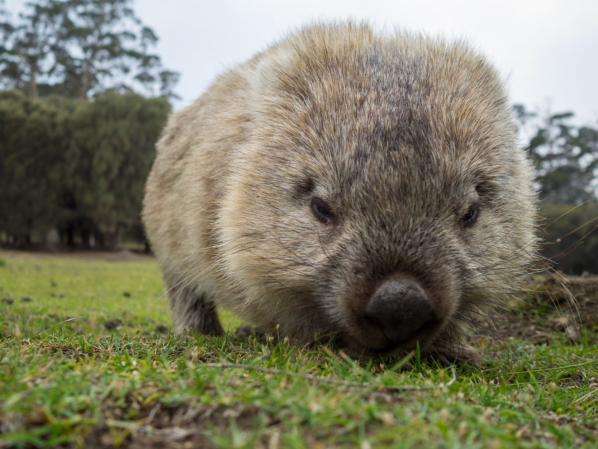 Wombat grazino in the grass