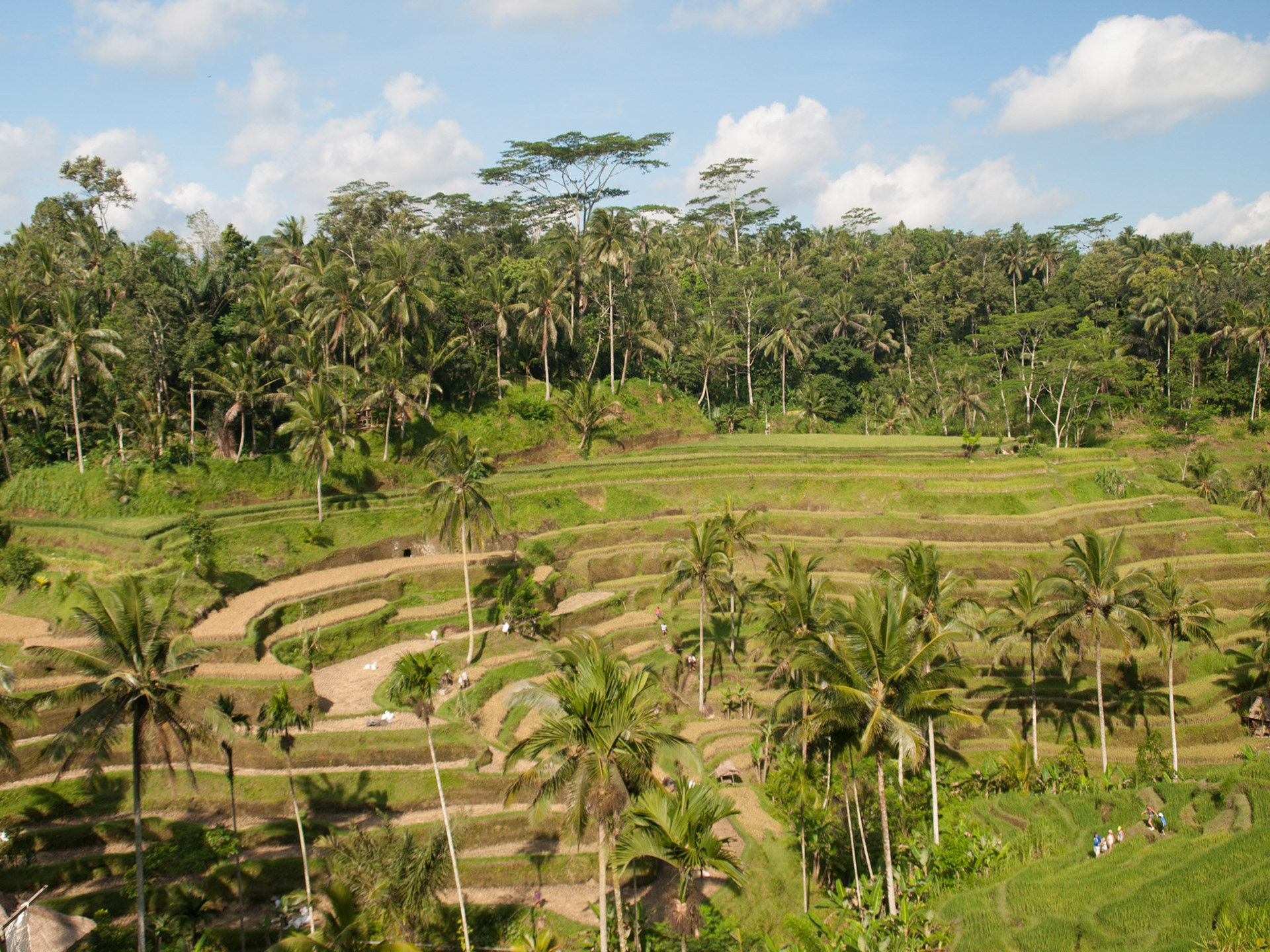 General view Jatiluwih rice terraces in Bali island, Indonesia