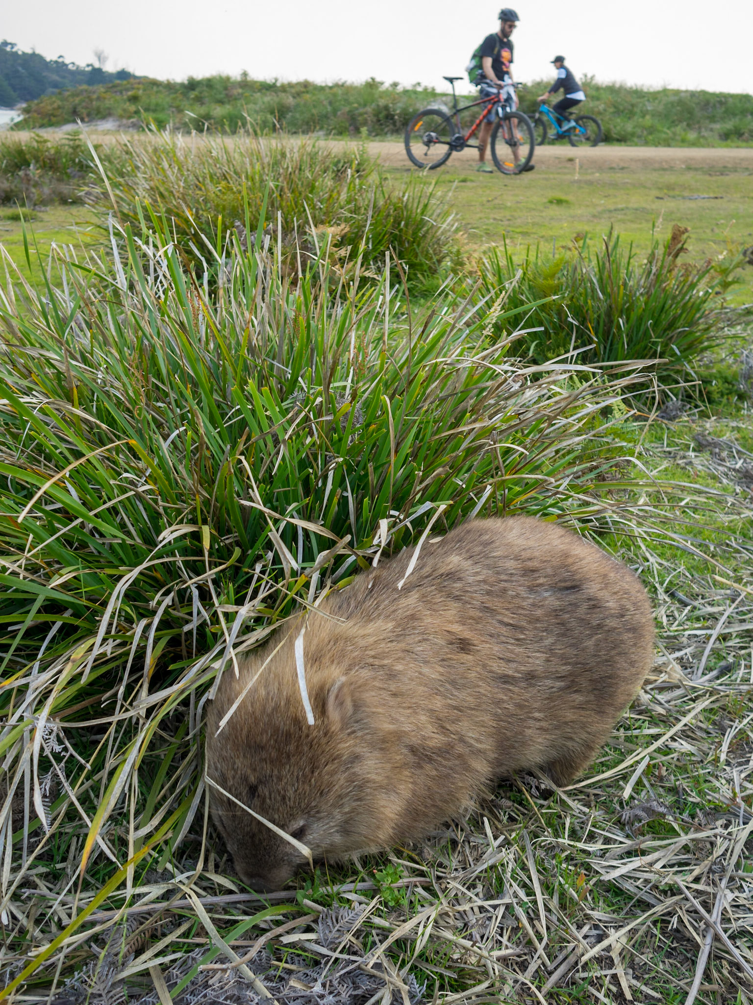 Wombat grazino in the grass