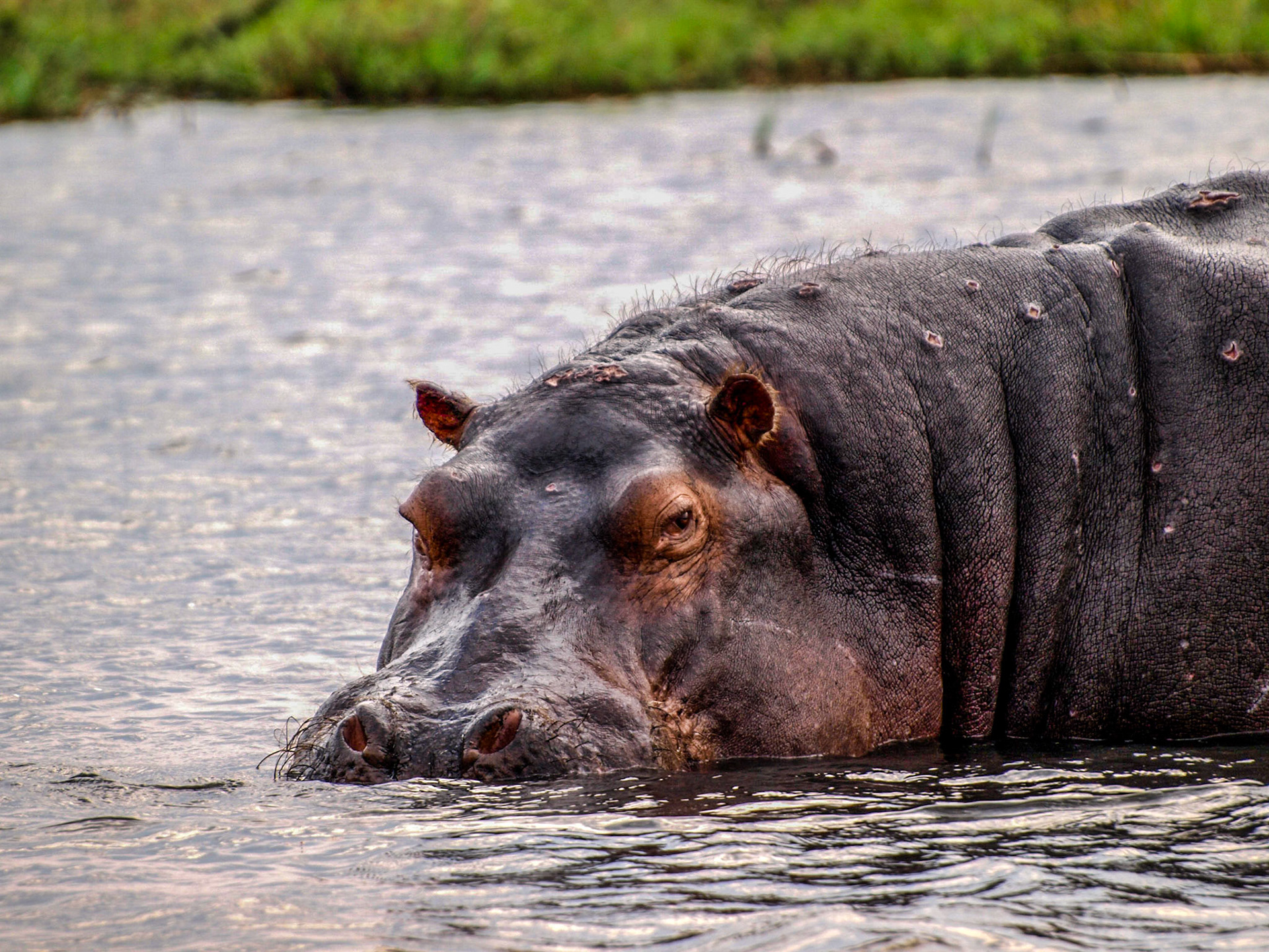 Hippopotamus inside the water showing skin with fight marks