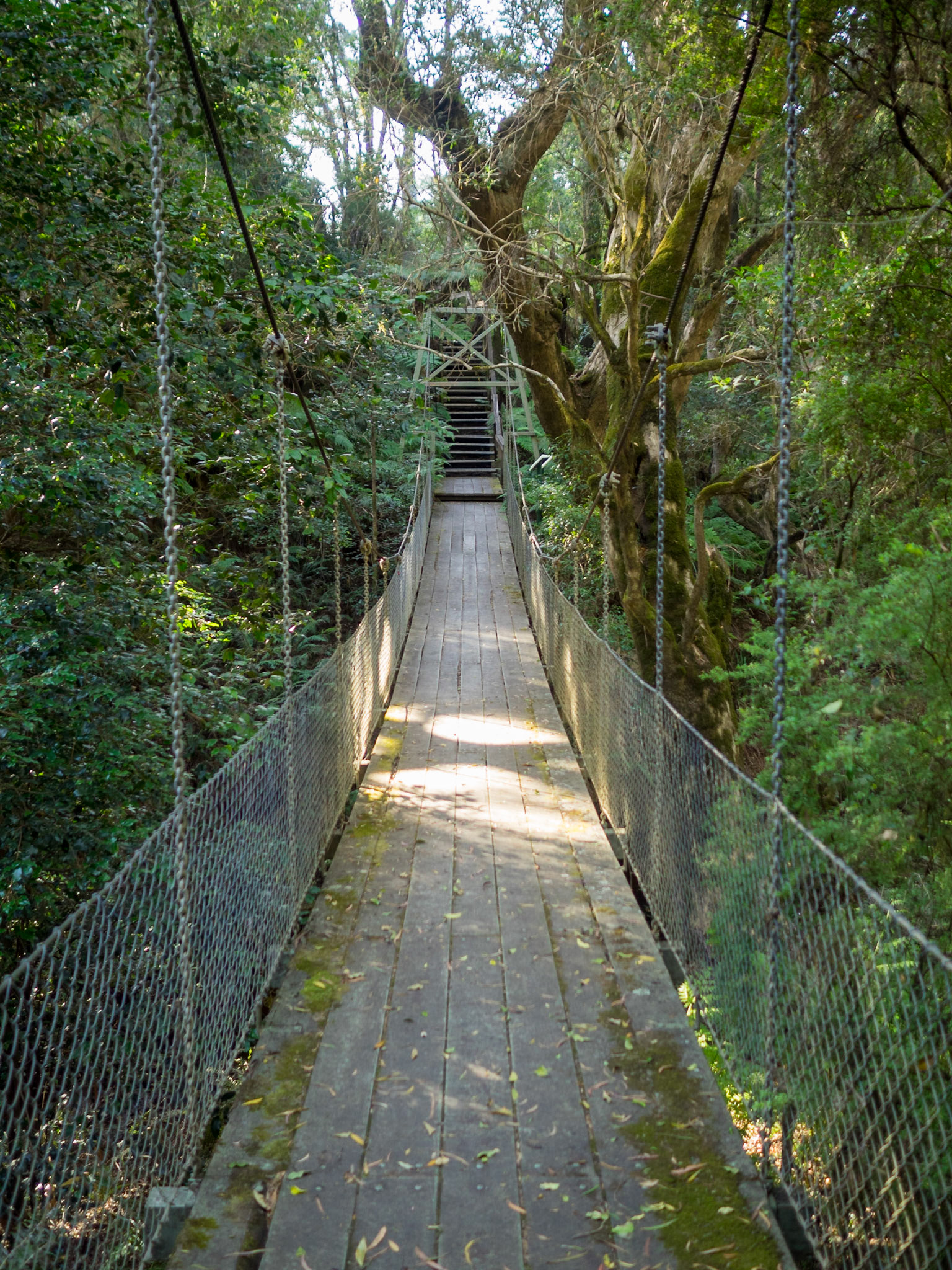 McKenzie River Rainforest Walk suspension bridge between the lush vegetation