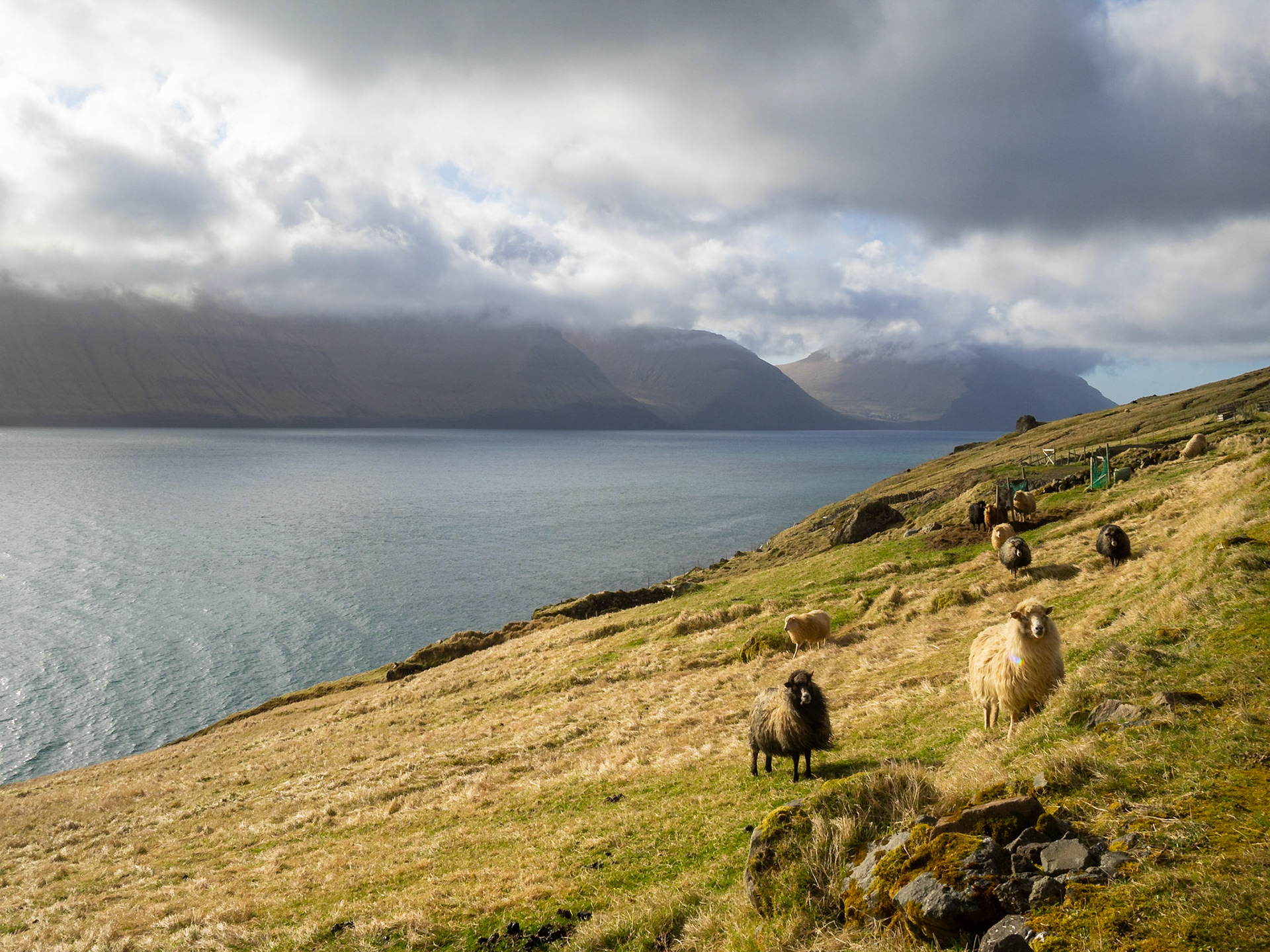 Sheep in the grass fields of Kunoy island by Kalsoyarfjørður fjord