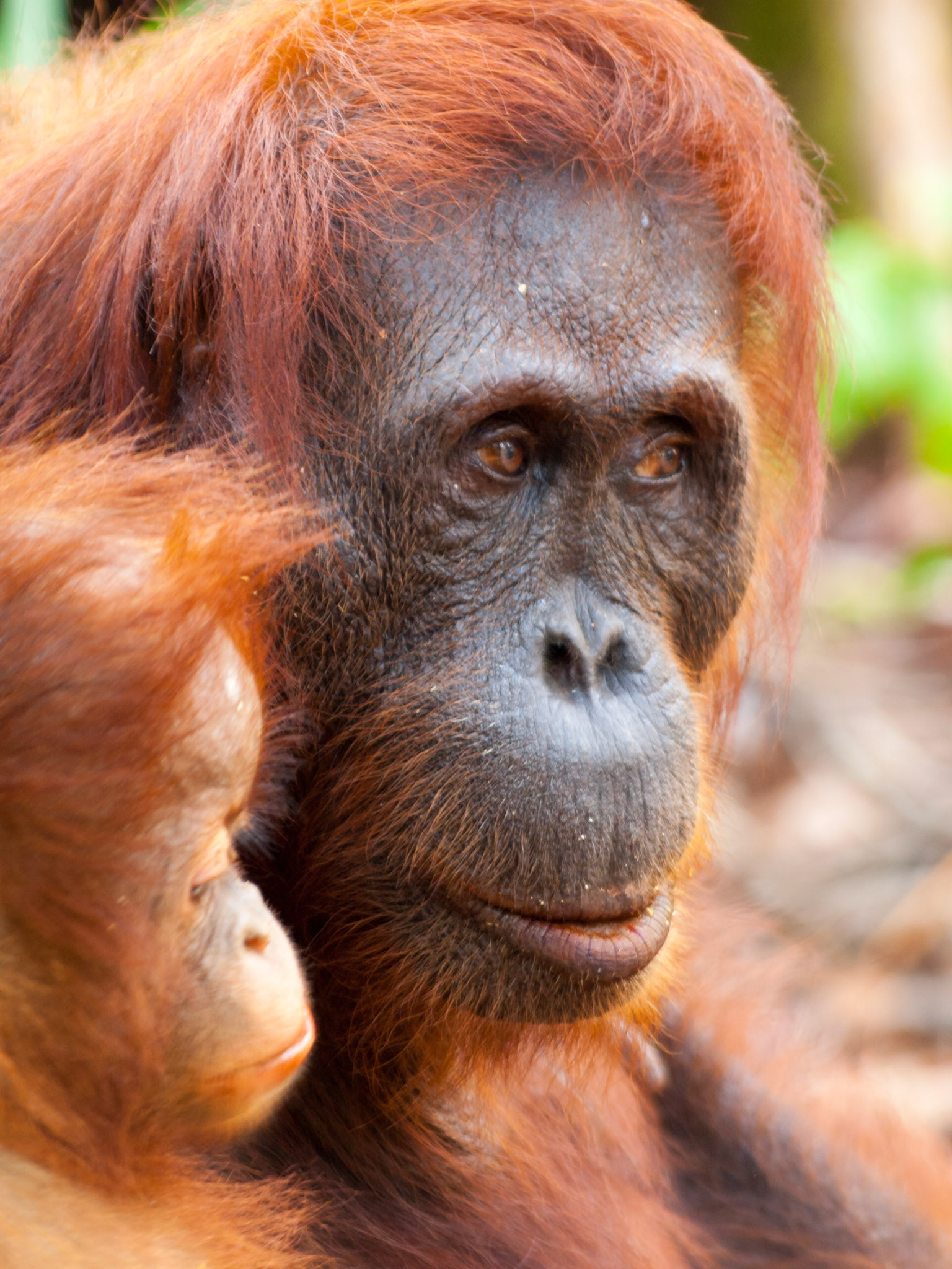 Orangutan mother and cub face closeup