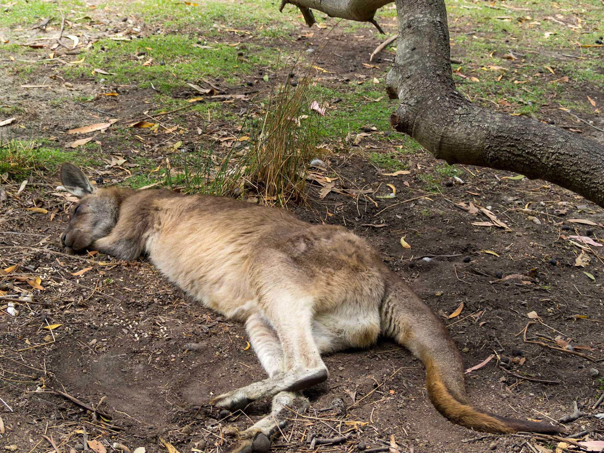 Resting Kangaroo