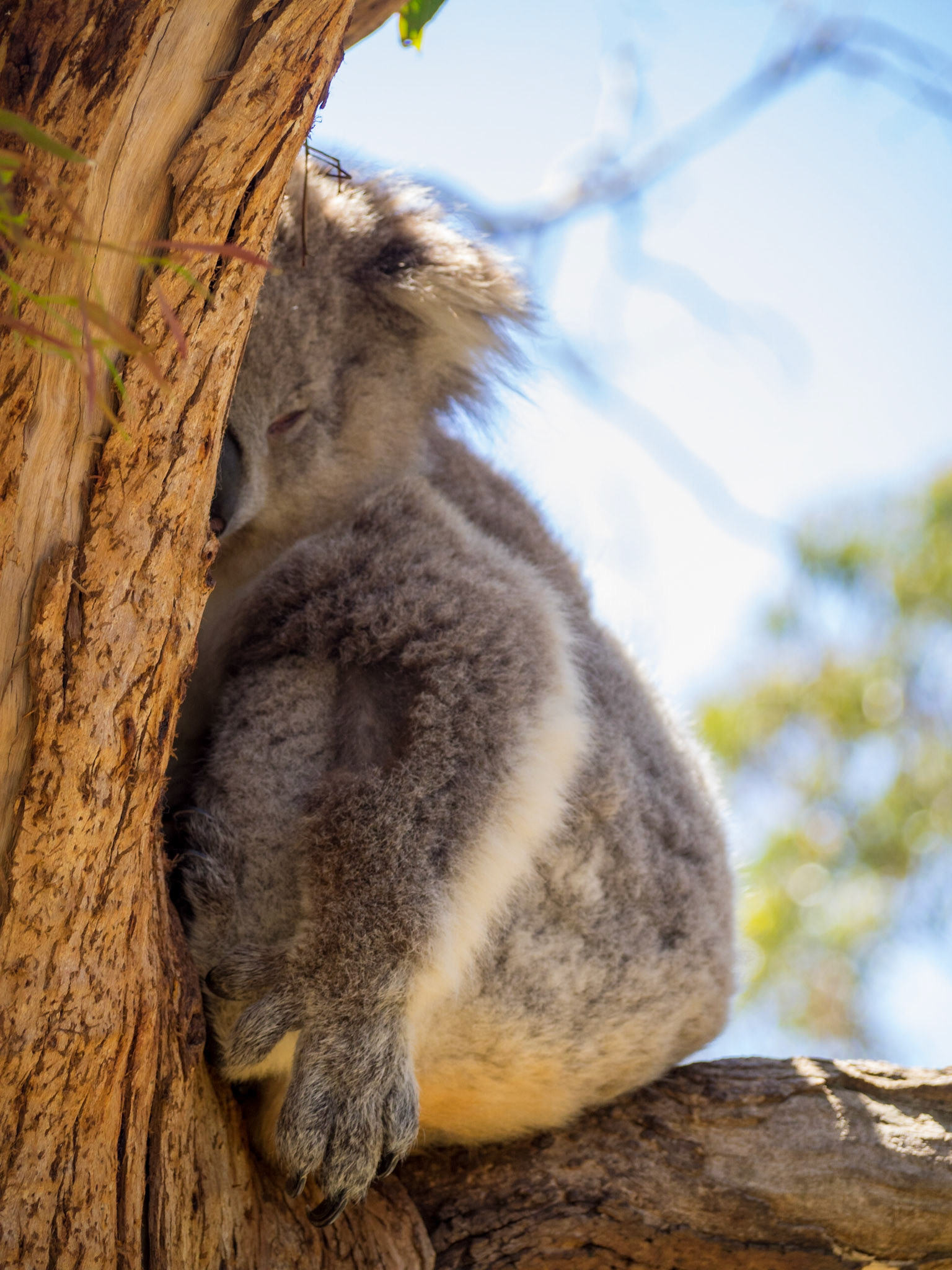 Koala sleeping in a tree setaed between branches