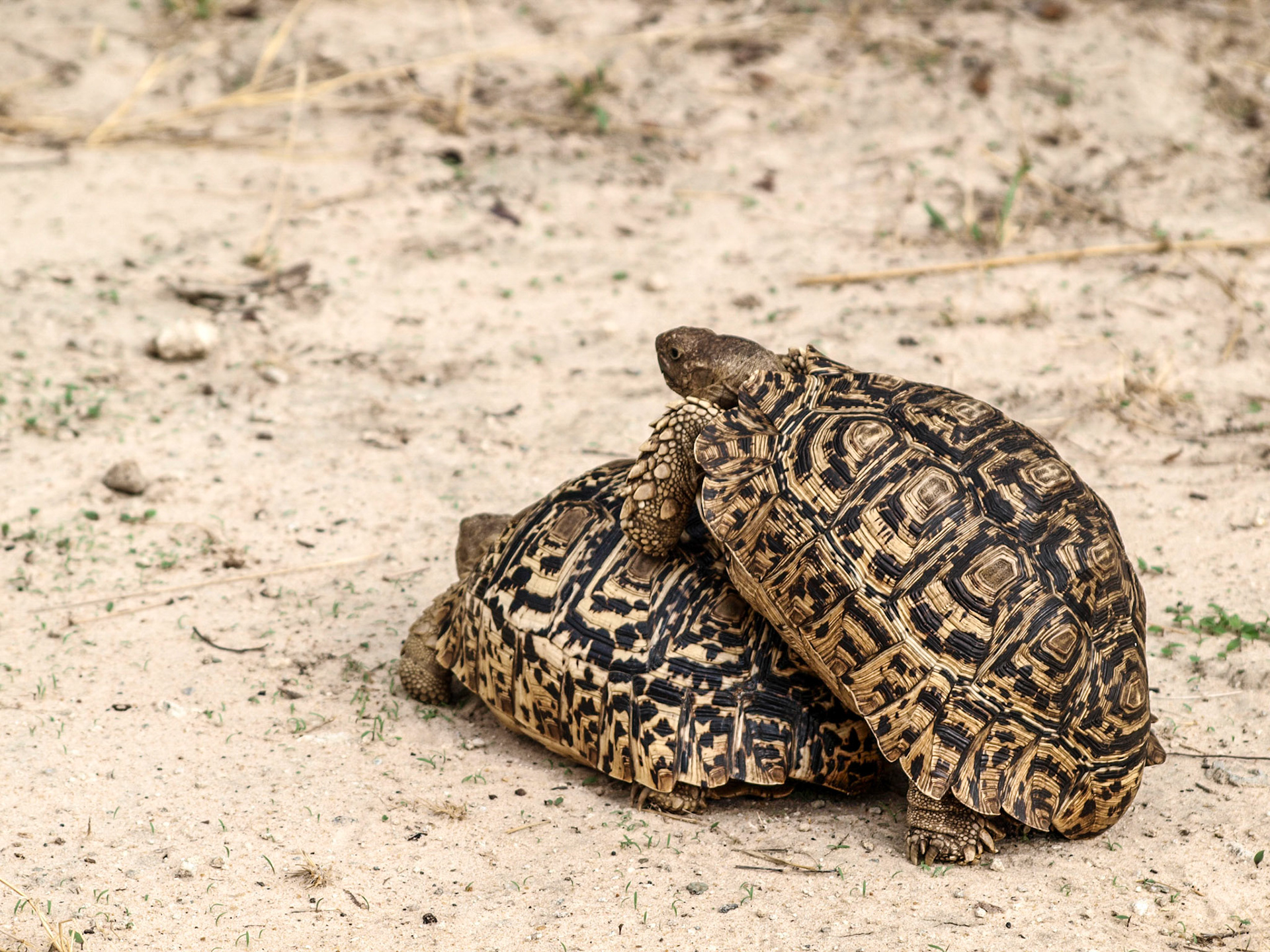 Leopard tortoise coupling