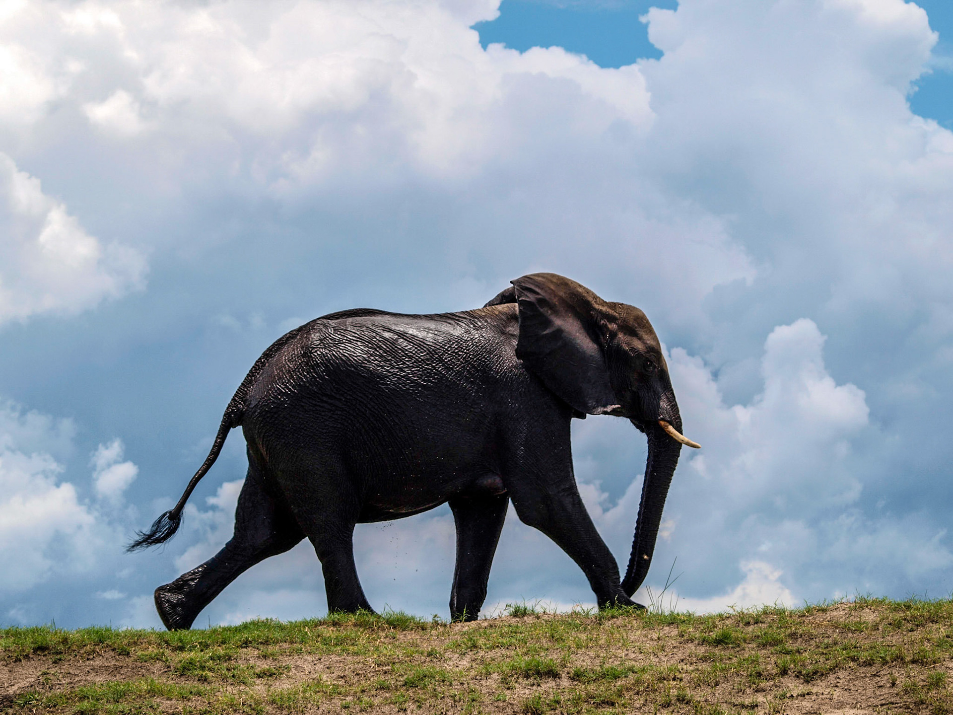 Walking elephant profile
