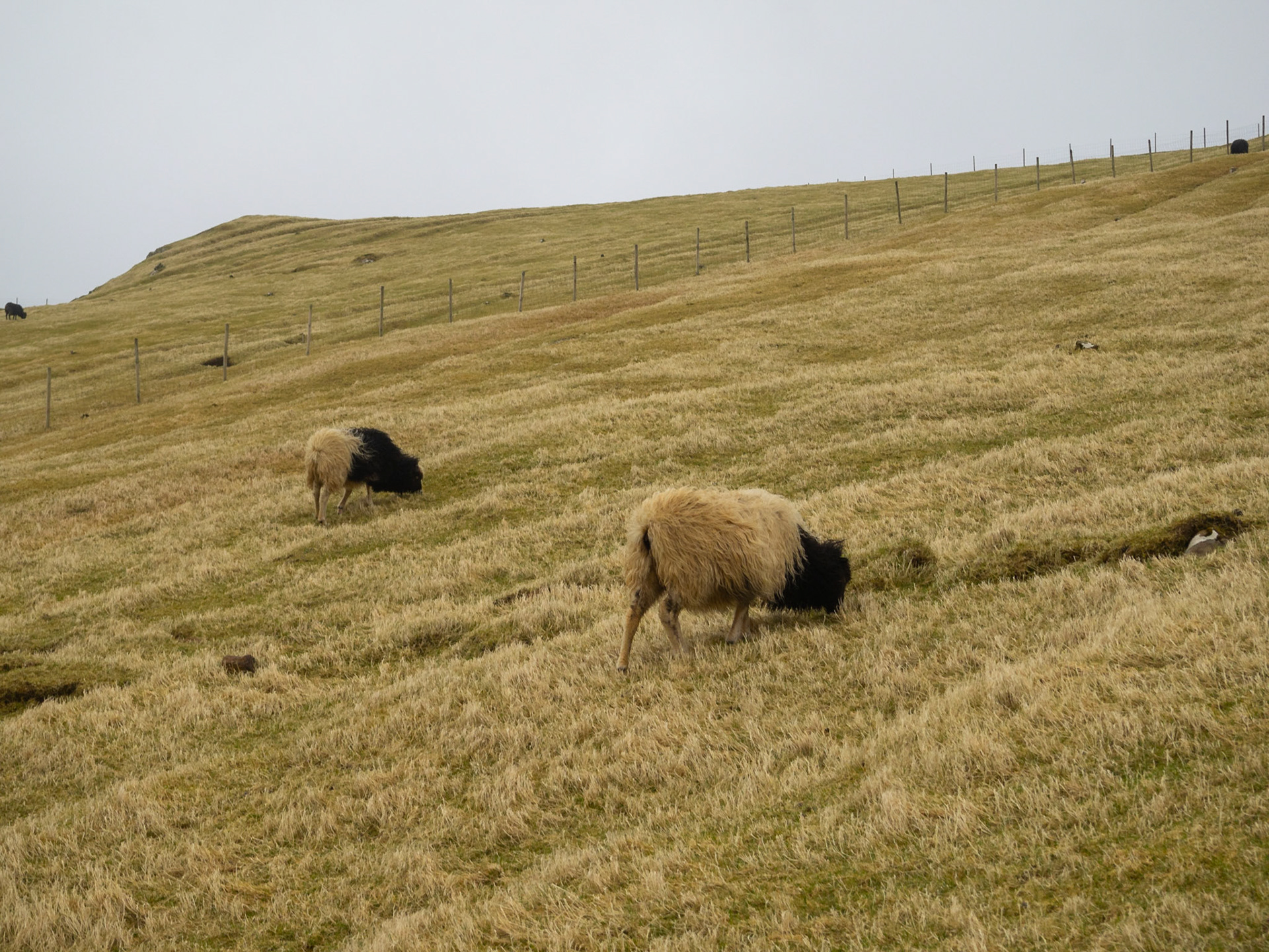 Faroese sheep grazing in Mykines