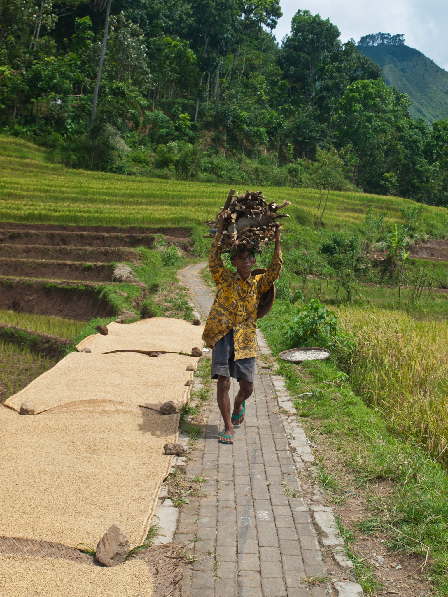 Old man carrying wood with rice fields as background