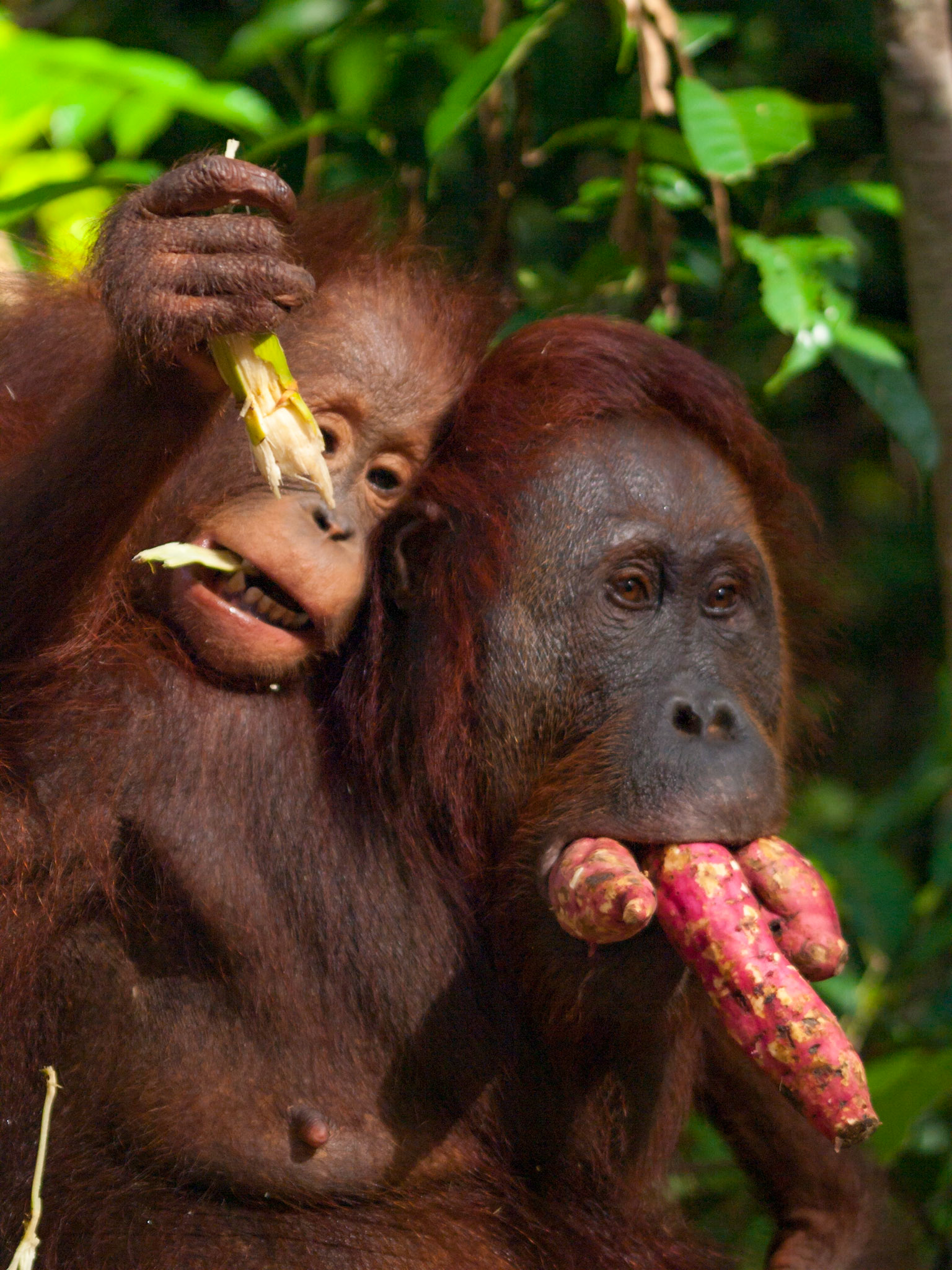 Orangutan mother and cub face closeup