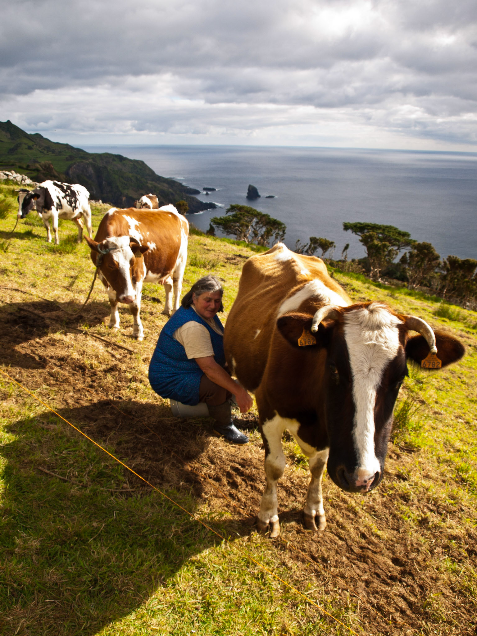 Woman hand milking cows by the sea