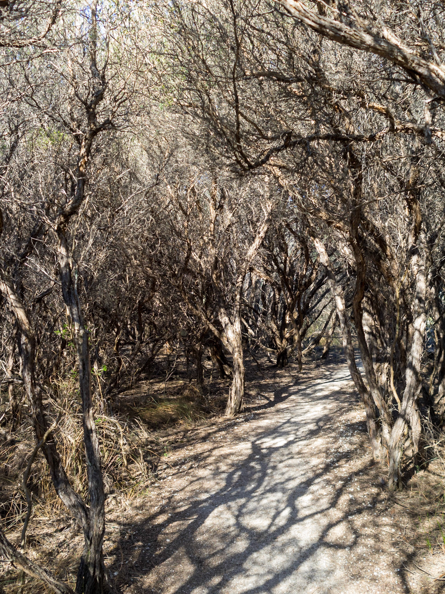 Dry bush forest at Wilsons Promontory
