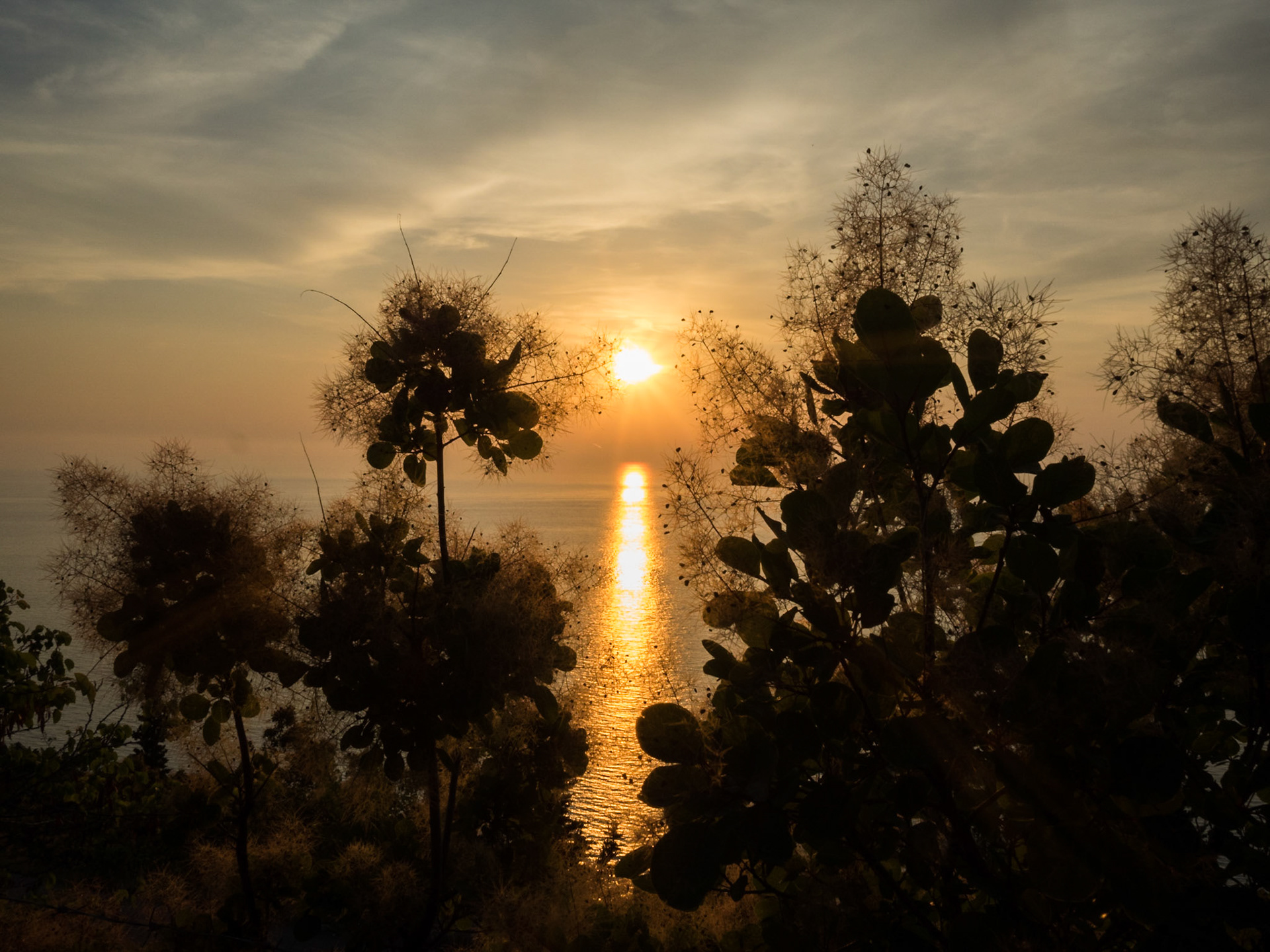 Sunset reflected in the sea behind wild flowers
