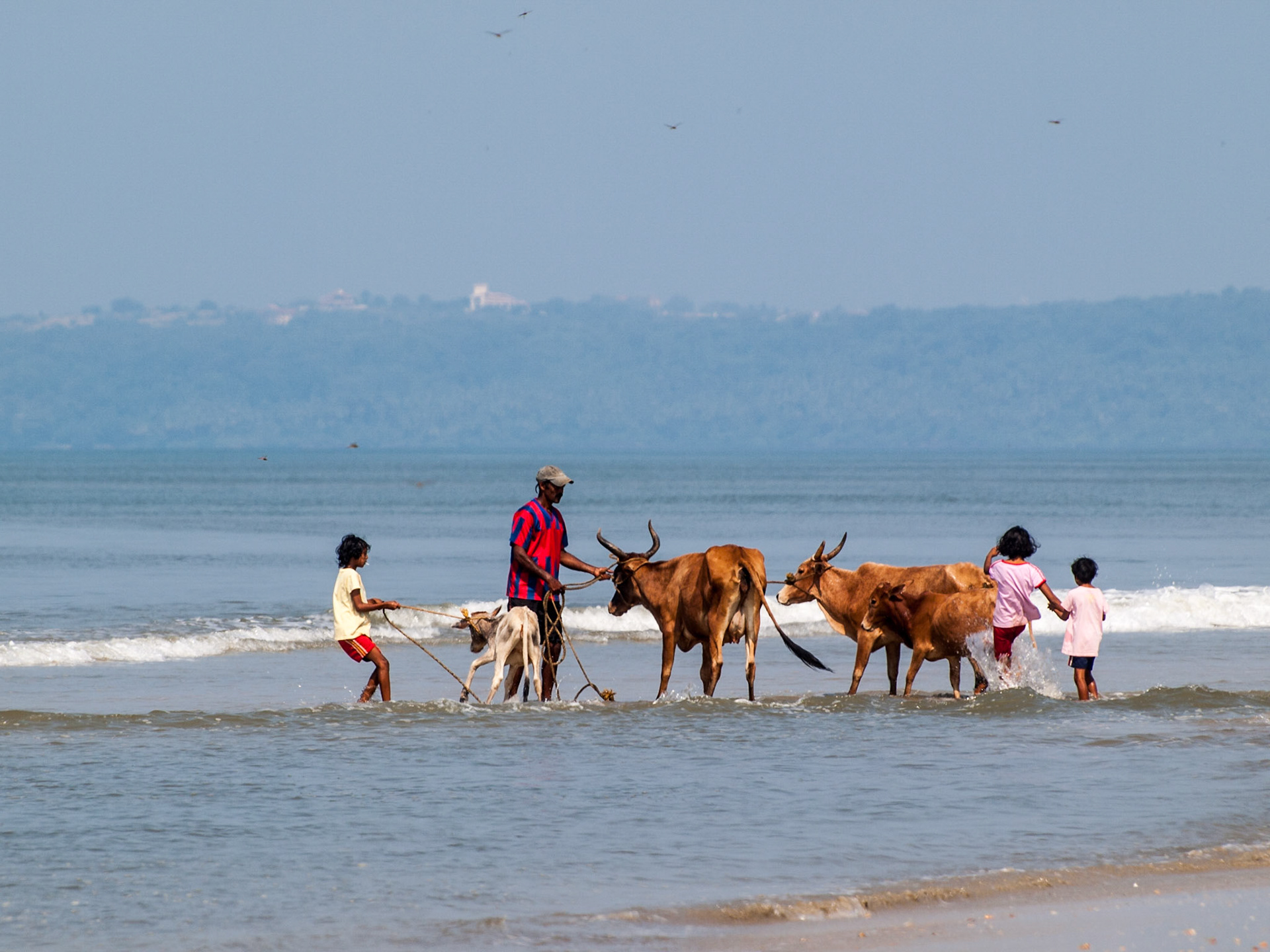 Indian family with their cows in a Goan beach