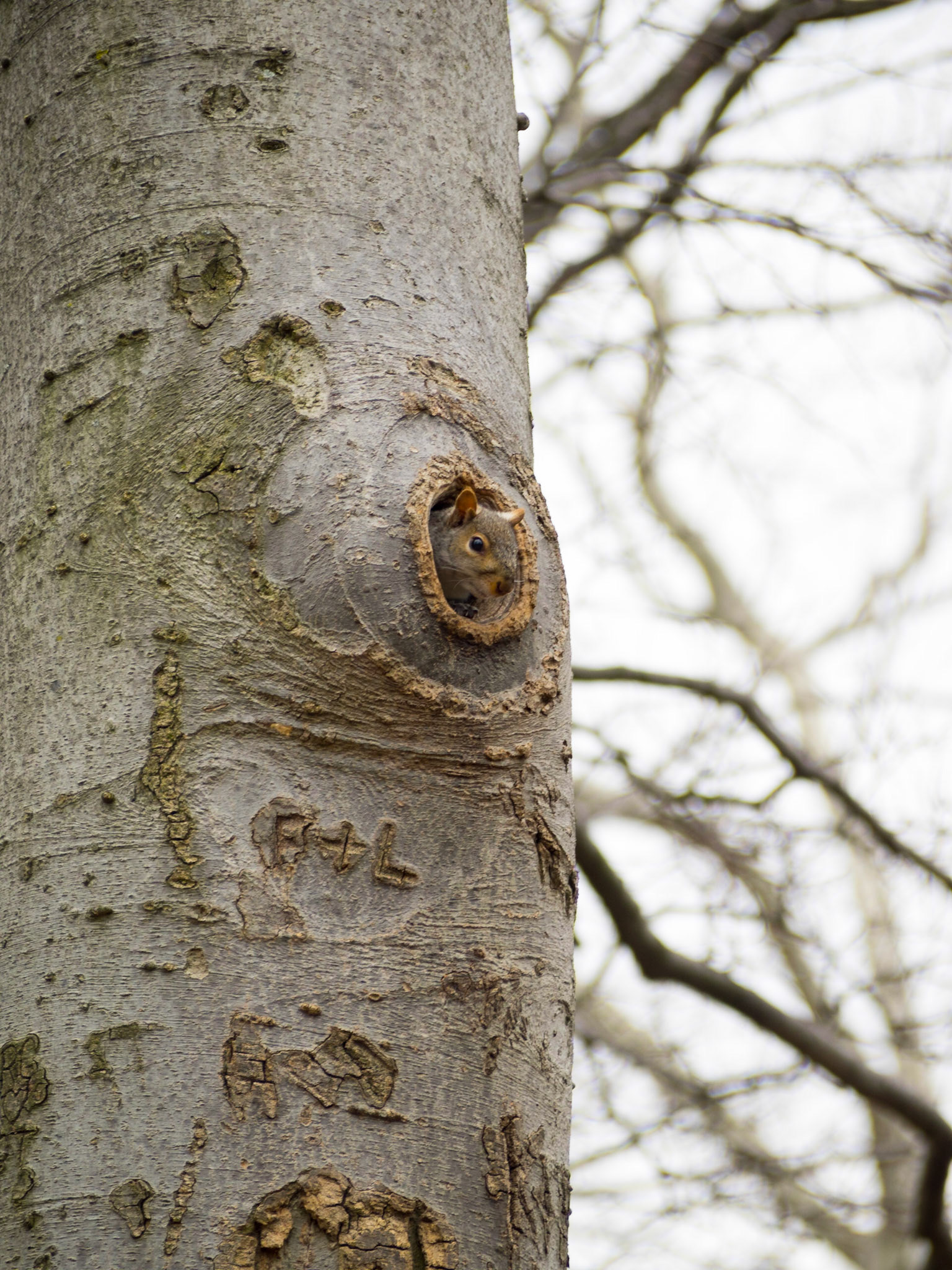Squirrel peeking out a tree hole