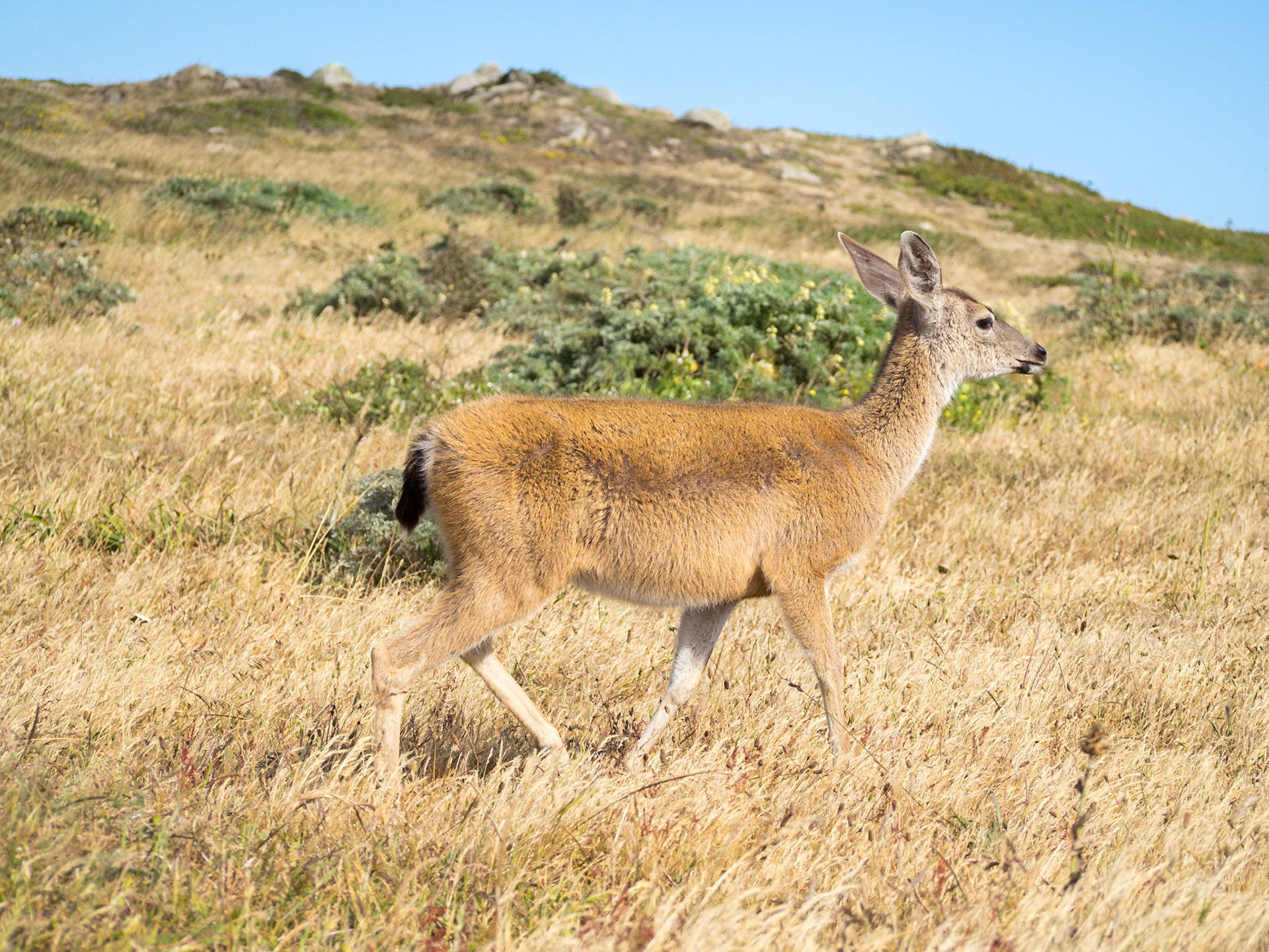 Mule deer in Point Reyes National Seashore