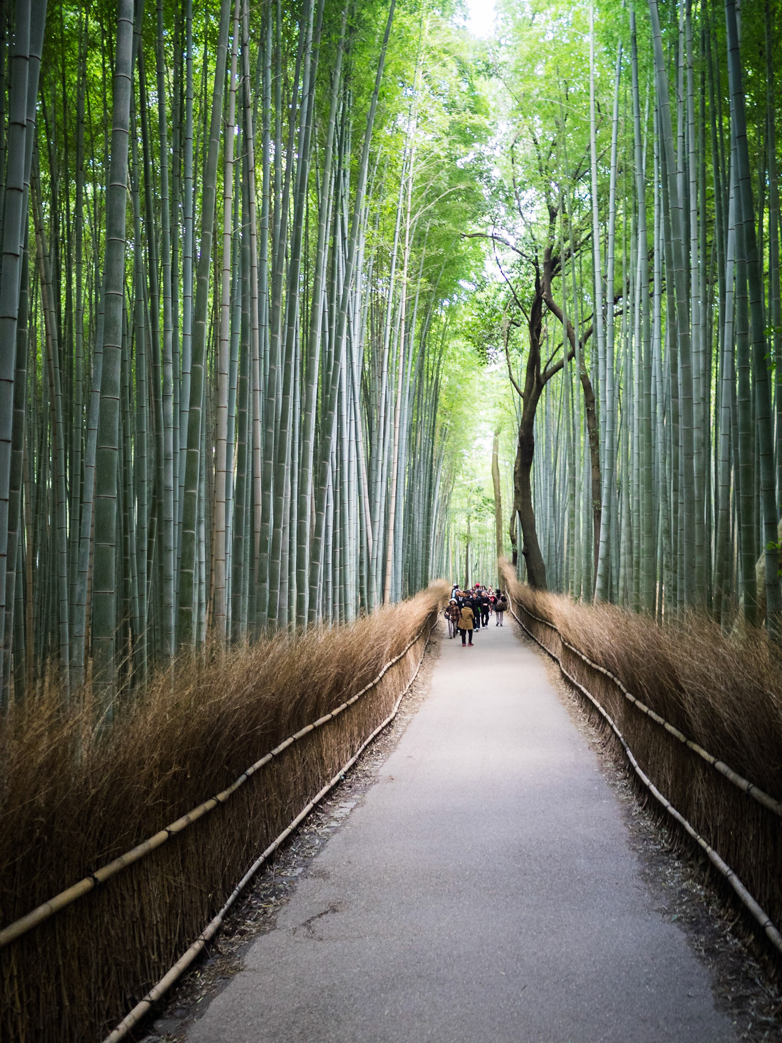 Arashiyama bamboo groove depth