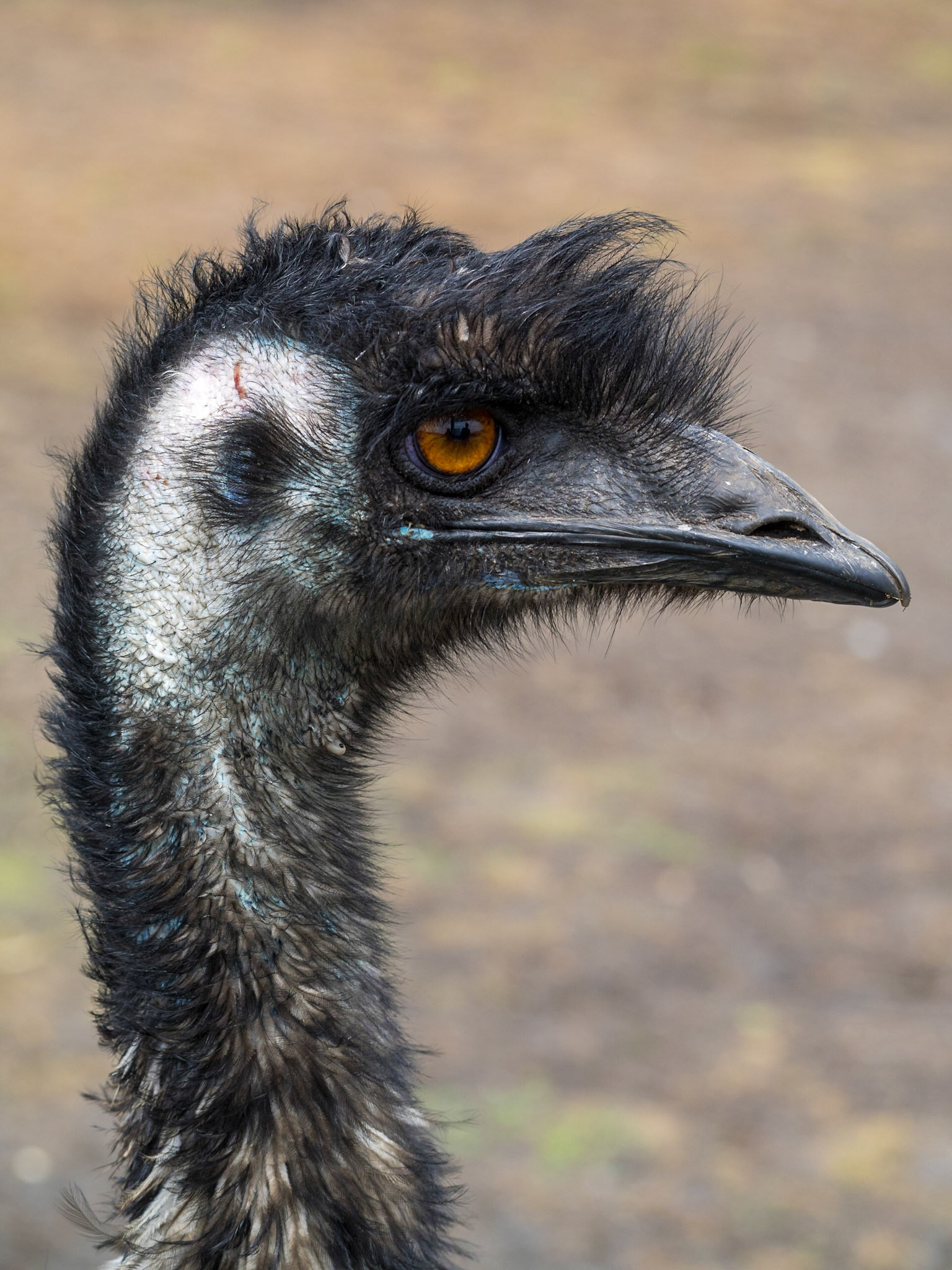 Emu head close-up