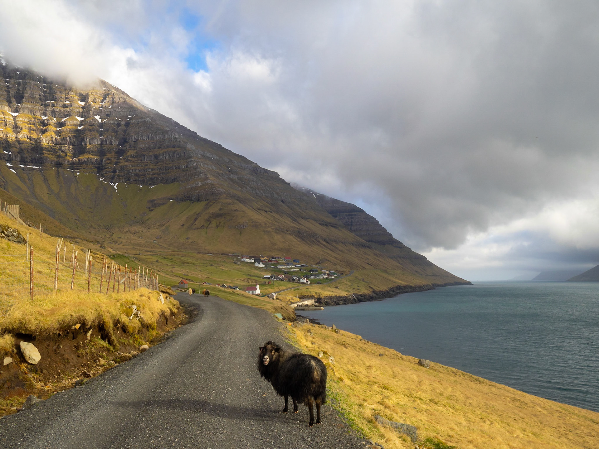 Kunoy landscape with black sheep