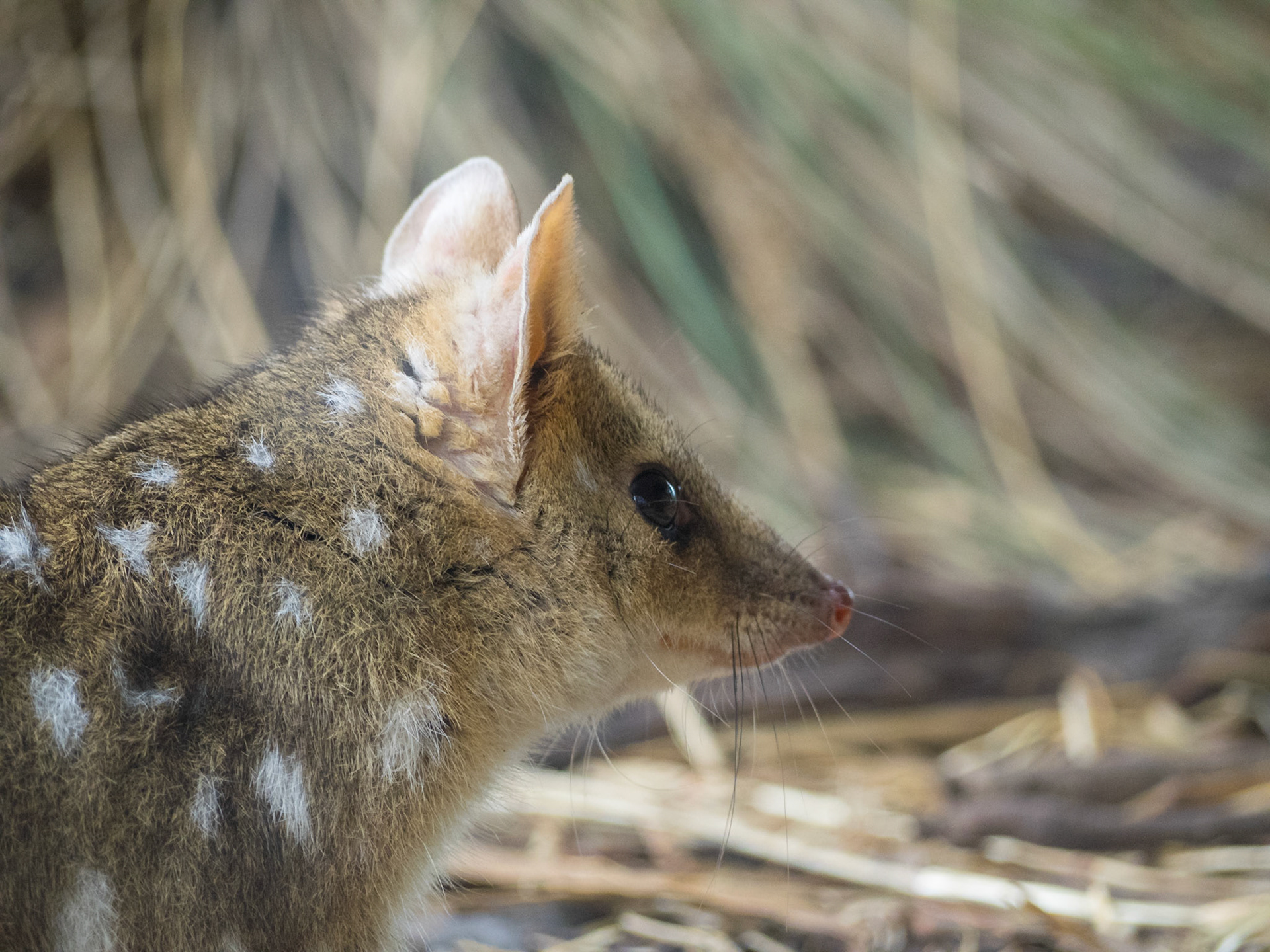 Eastern quoll head close-up