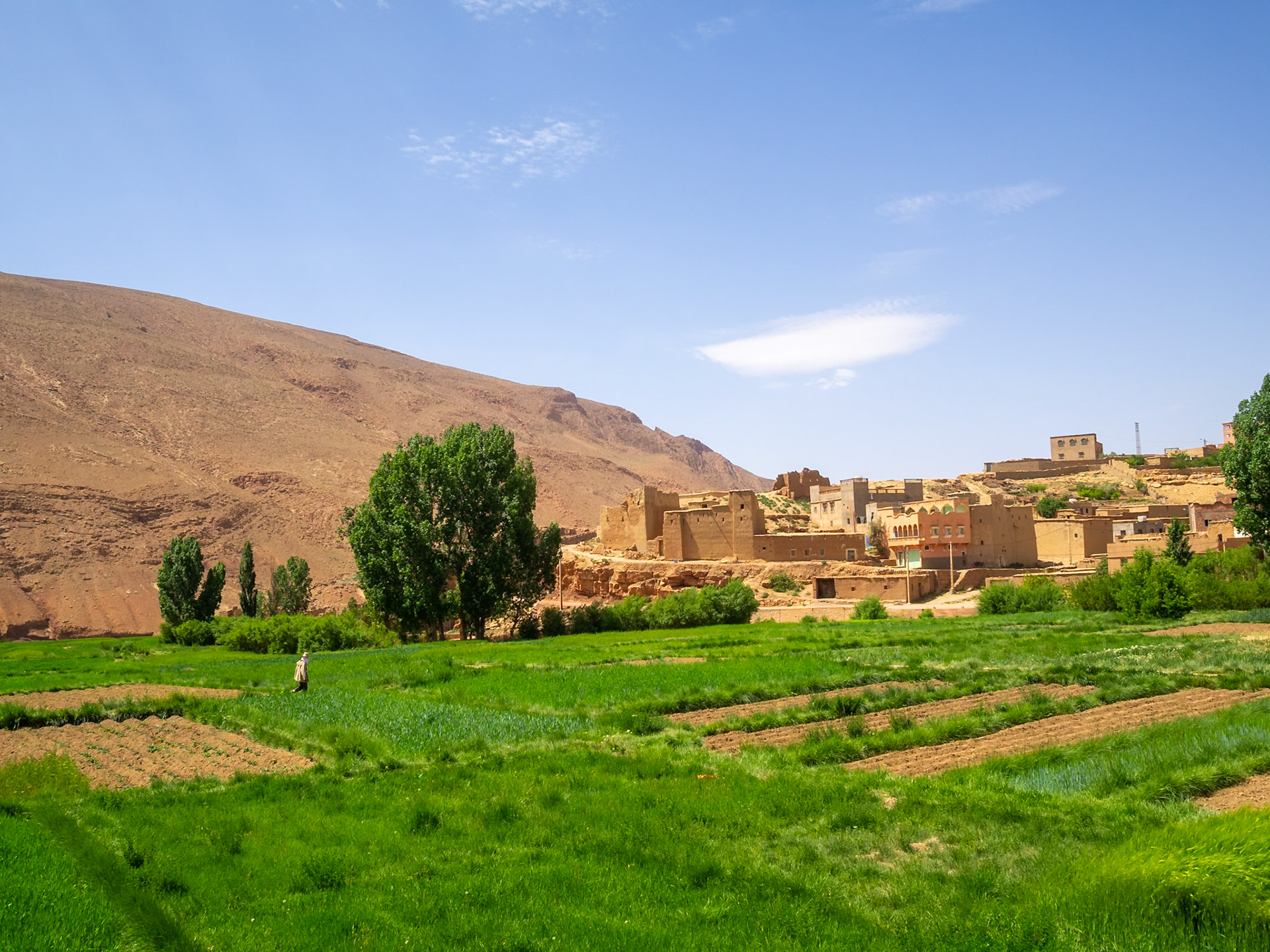 Tamtetoucht green crop fields below the High Atlas mountains ochre, Morocco