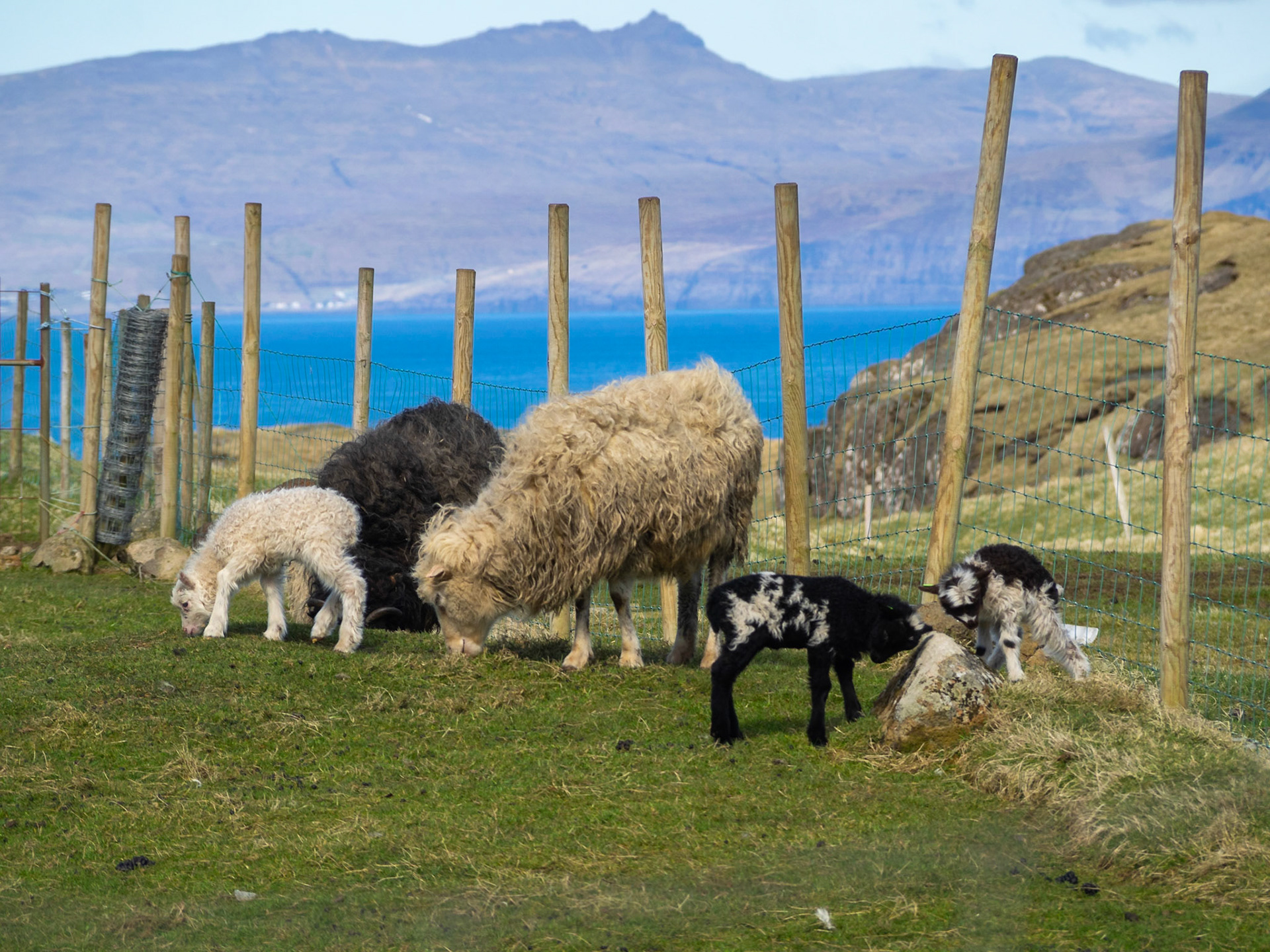 Sheep and lambs grazing the green grass