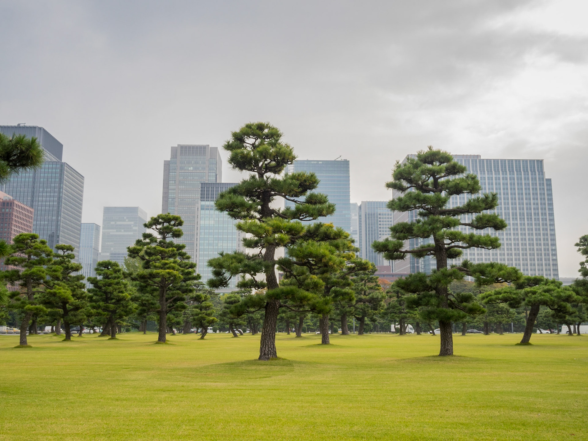 Pine trees and skyscrapers in the garden in front of Tokyo Imperial Palace