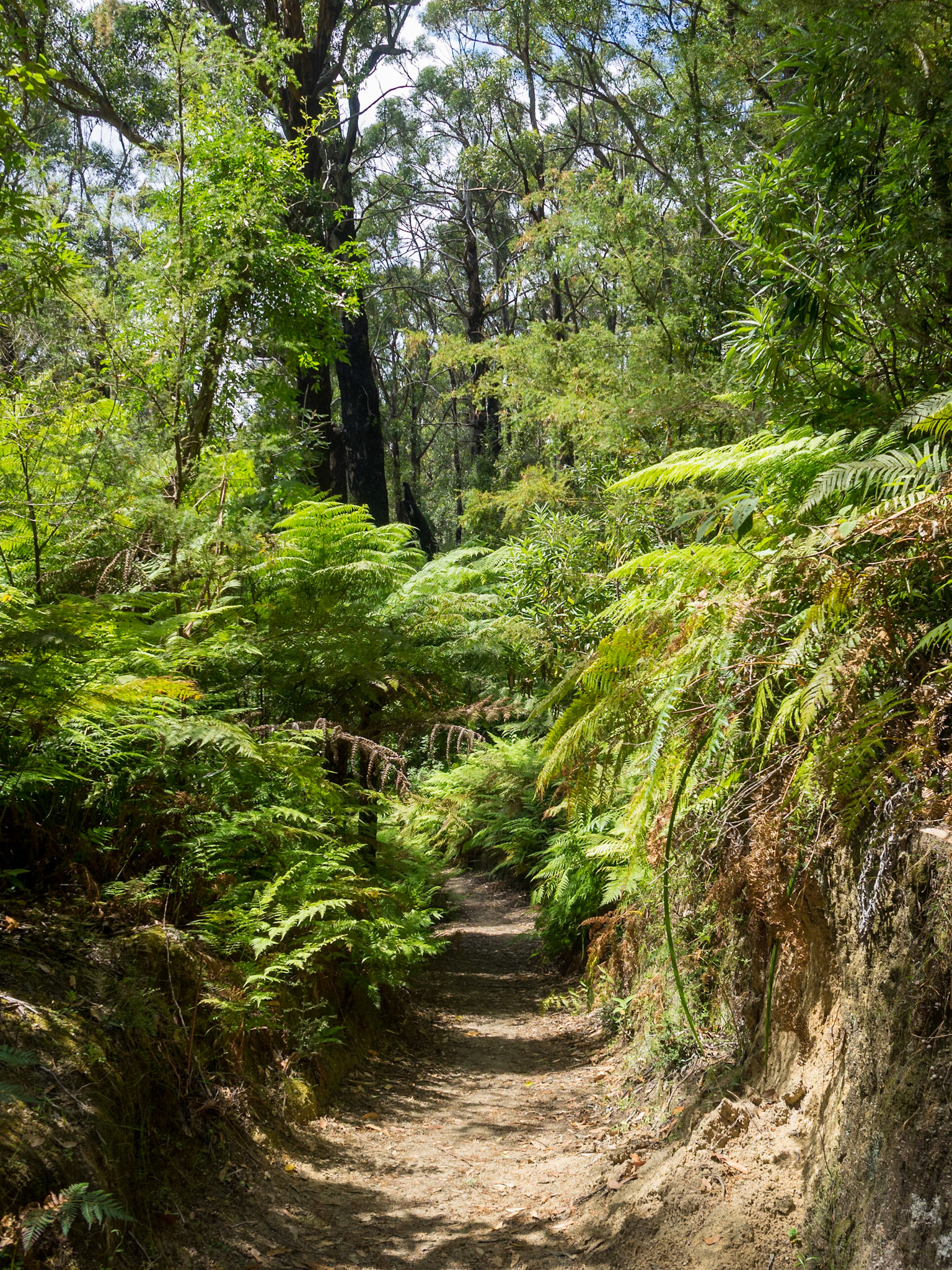 Lush vegetation and giant ferns in Lilly Pilly Gully Circuit trail