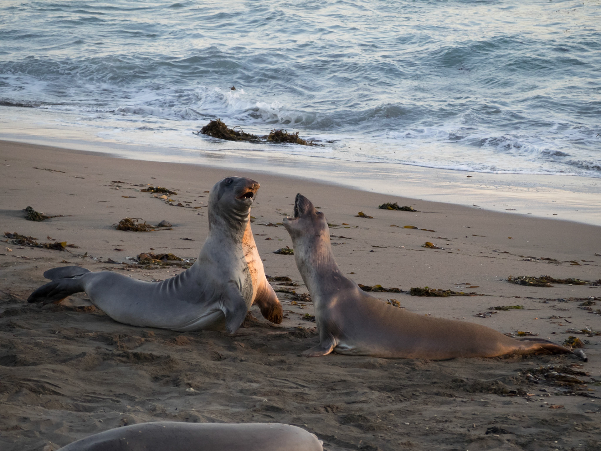 Elephant seals fighting
