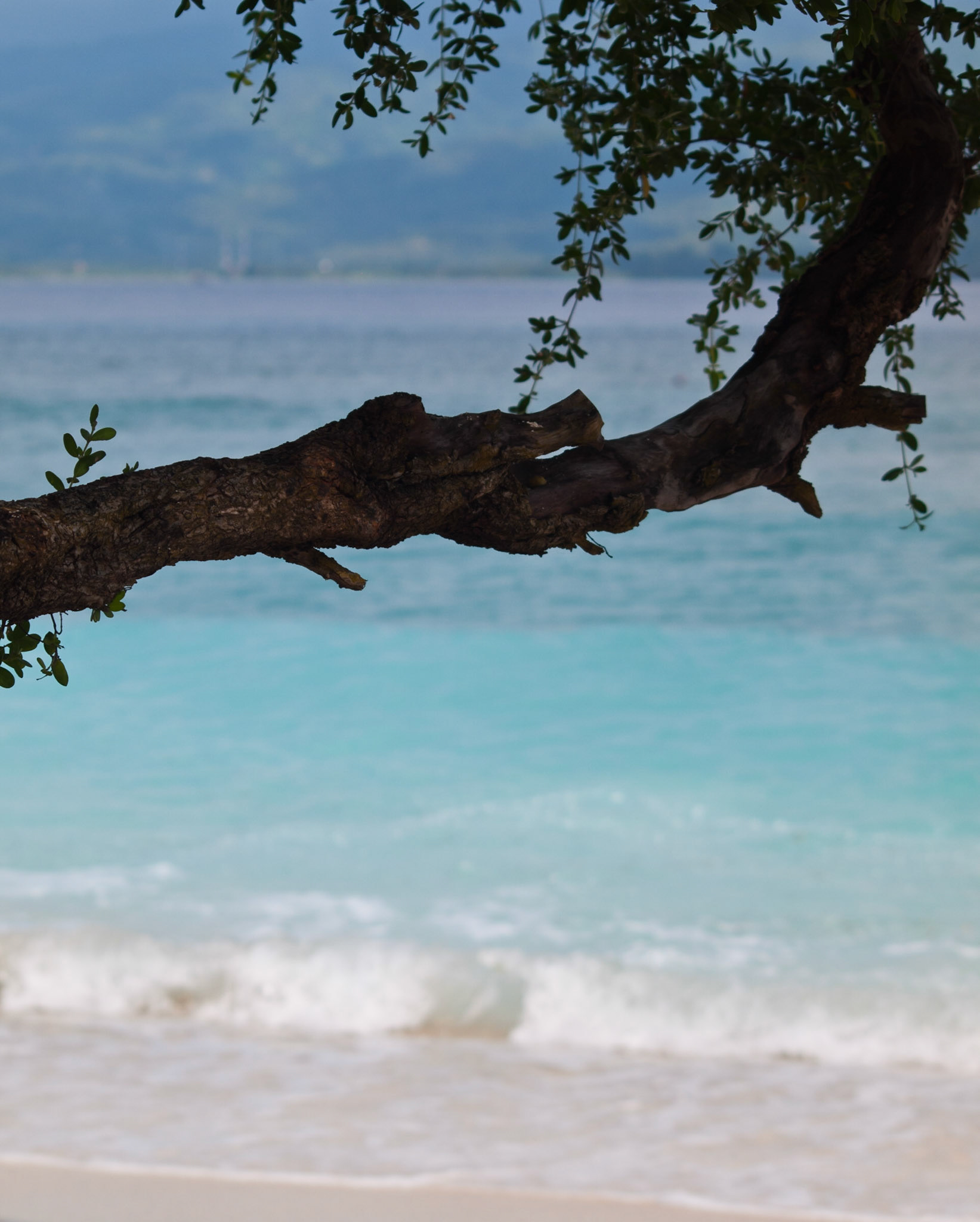 Tropical sea beach with tree branch in foreground