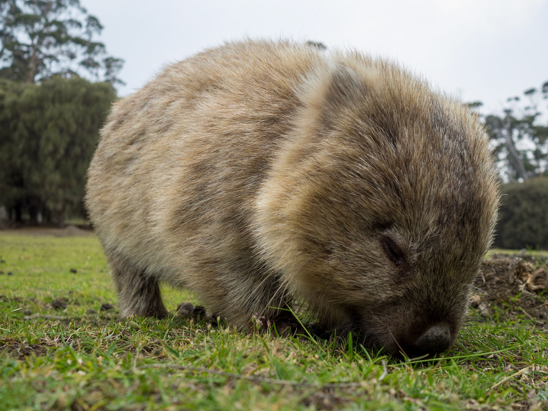 Wombat grazing in the grass