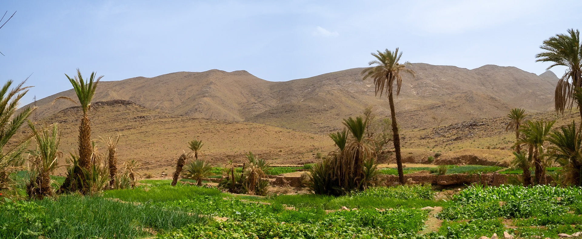 Agriculture fields below the Atlas Mountains in the Drá Valley, Morocco