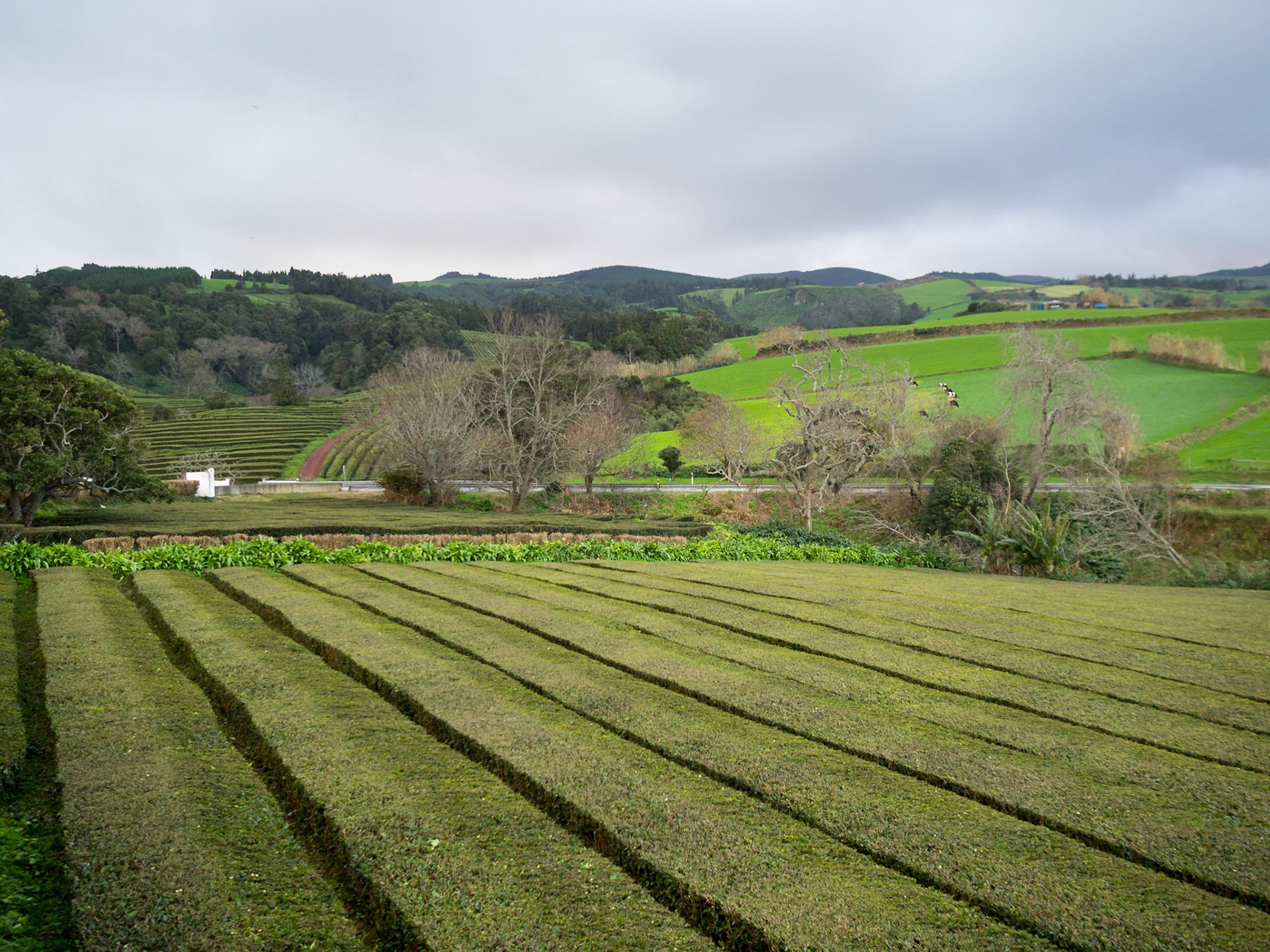 Gorreana tea plantation in São Miguel island, the only tea plantation of Europe