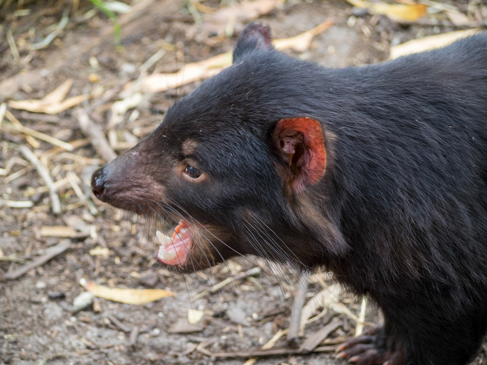 Tasmanian Devil with open mouth