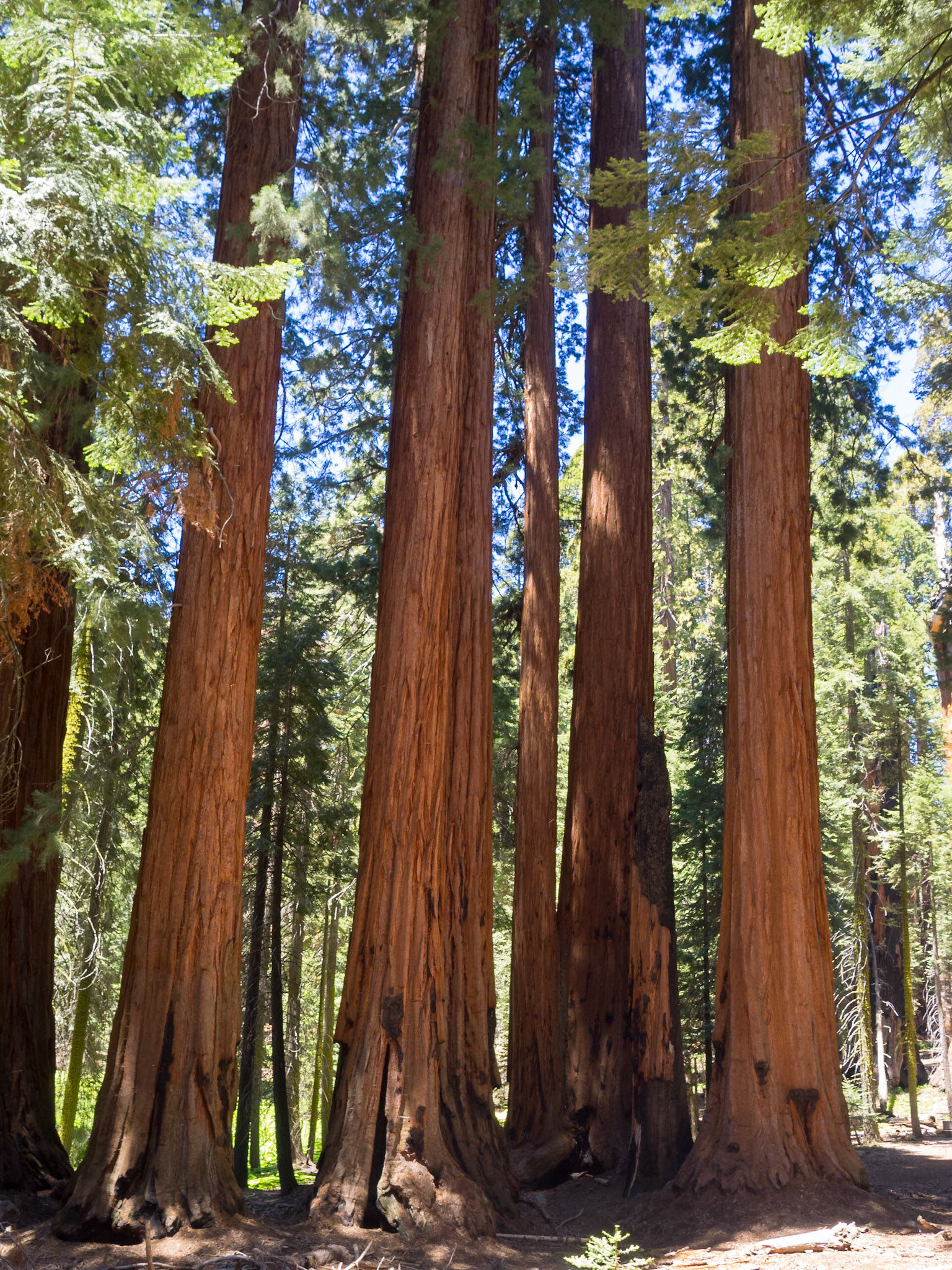 The Senate Group Trees, The Congress Trail in Sequoia & Kings Canyon National Park