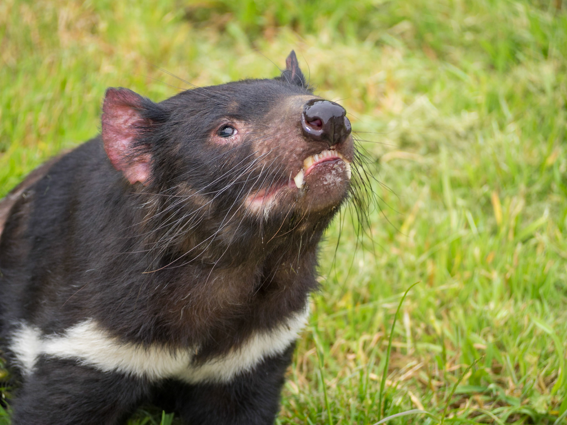 Head high Tasmanian Devil
