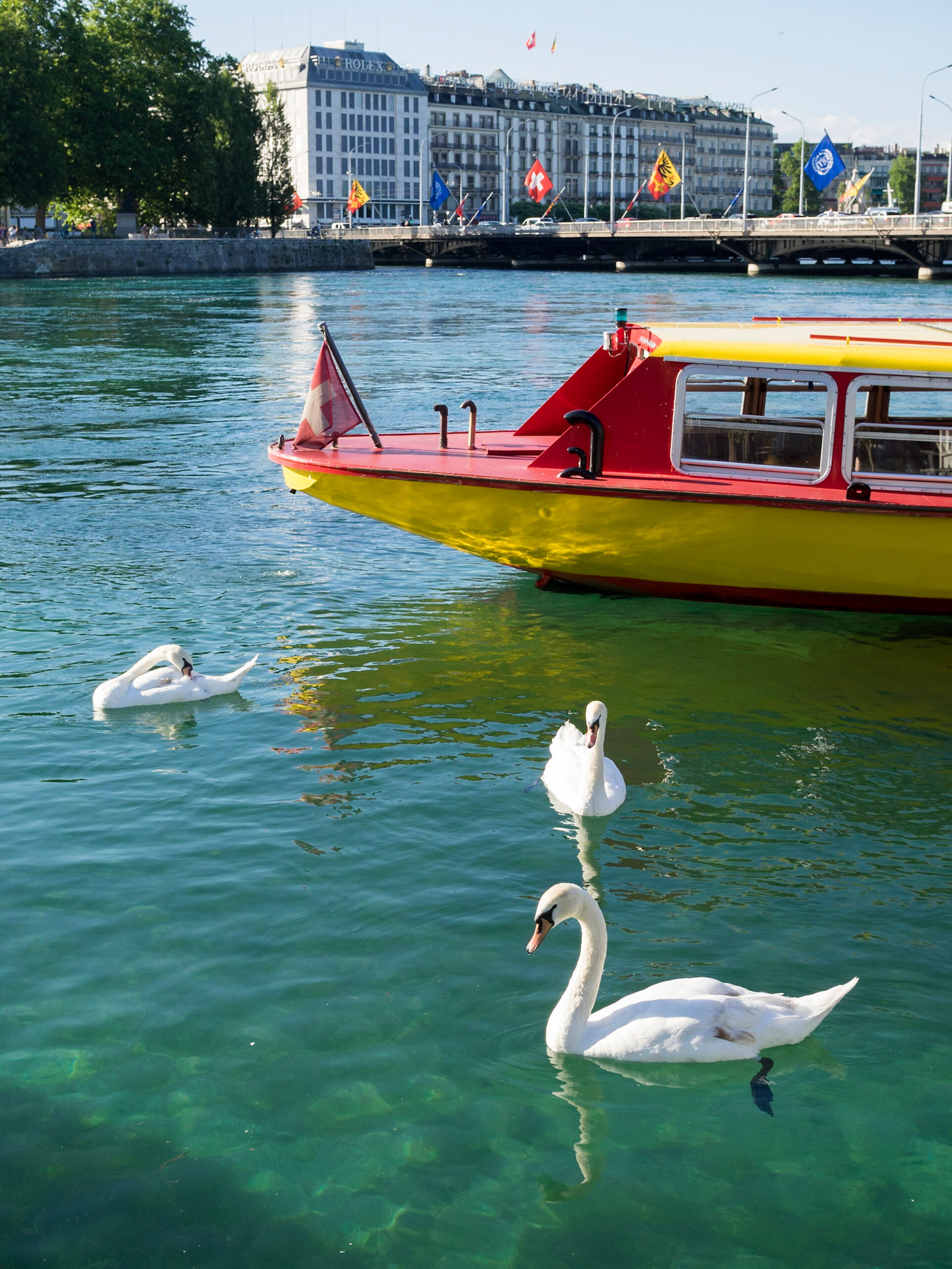 Swans by a lake Geneva ferry boat