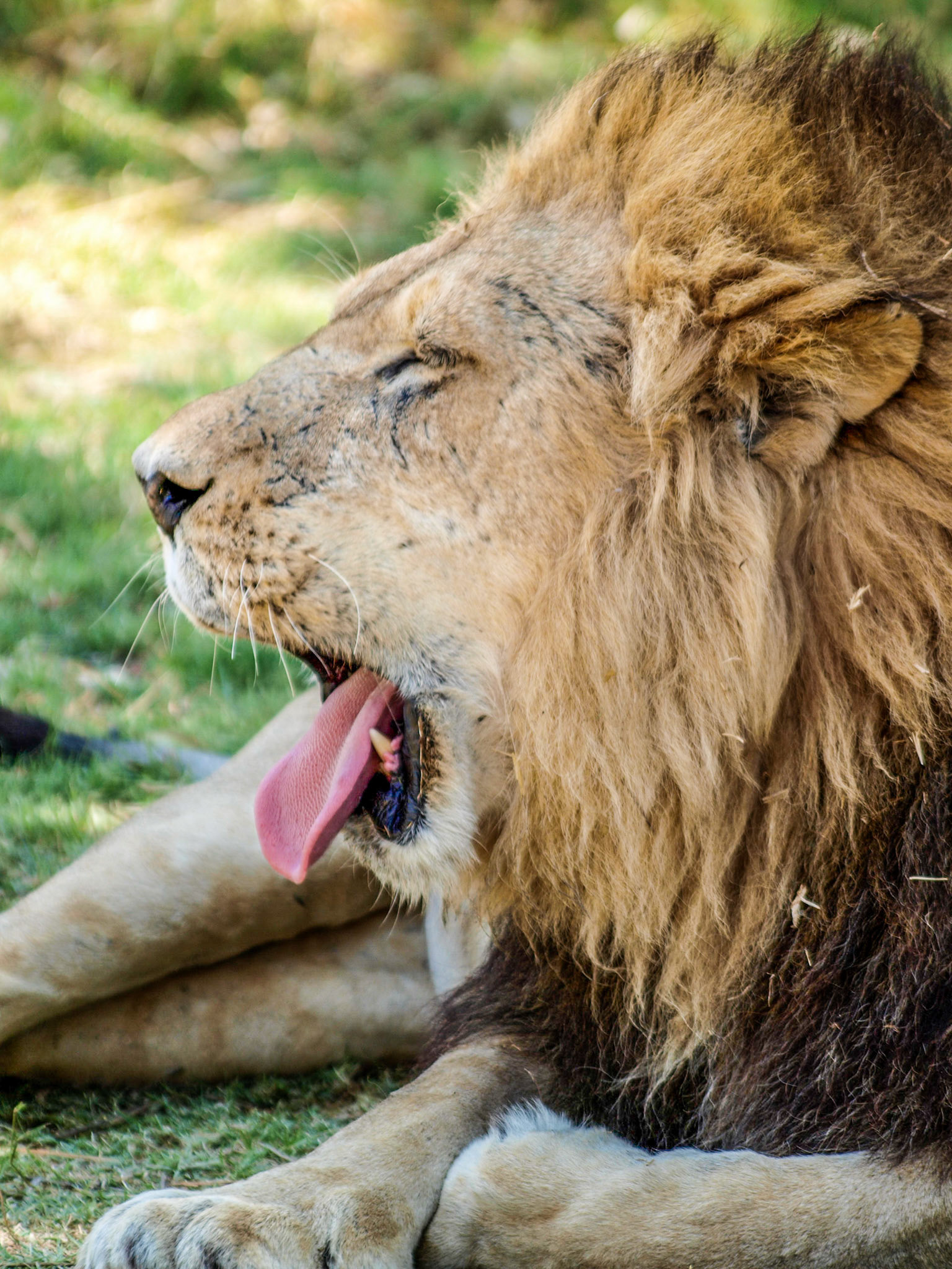 Male lion yawning, head closeup