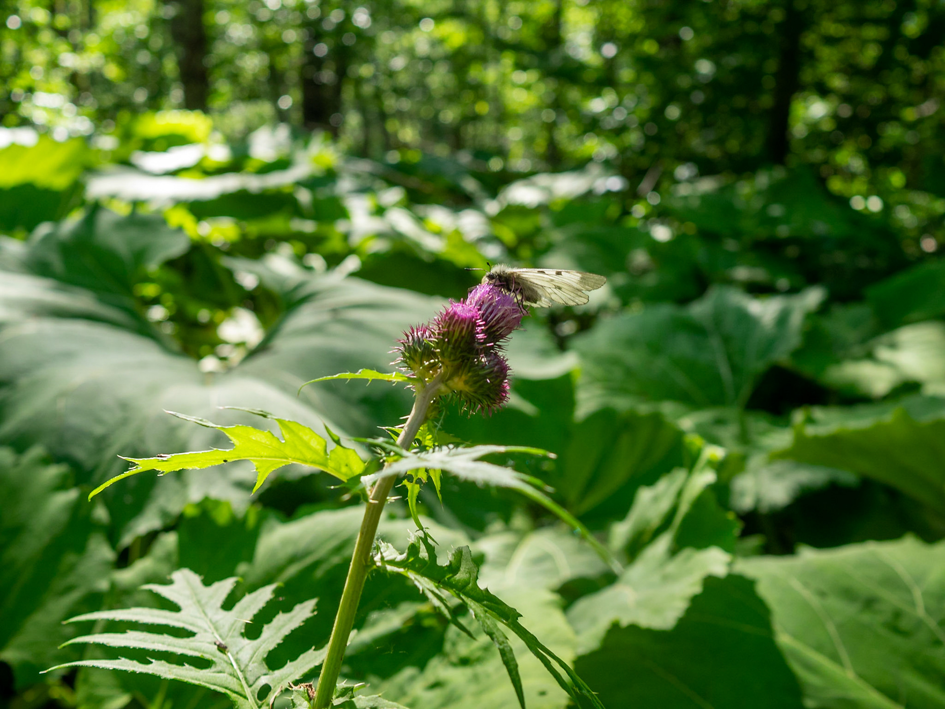 White butterfly in a pink thistle flower