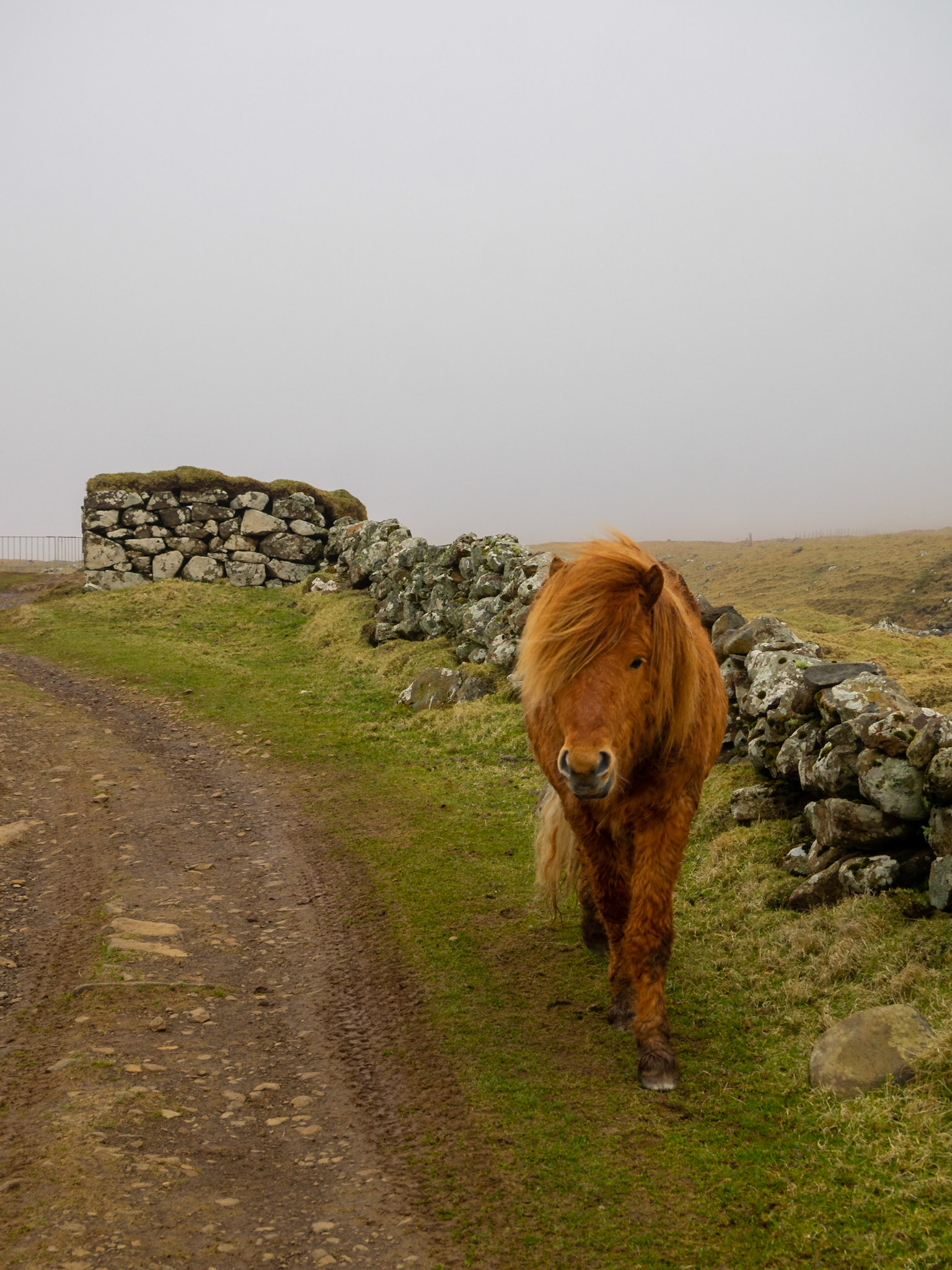A horse in Mykines island fields