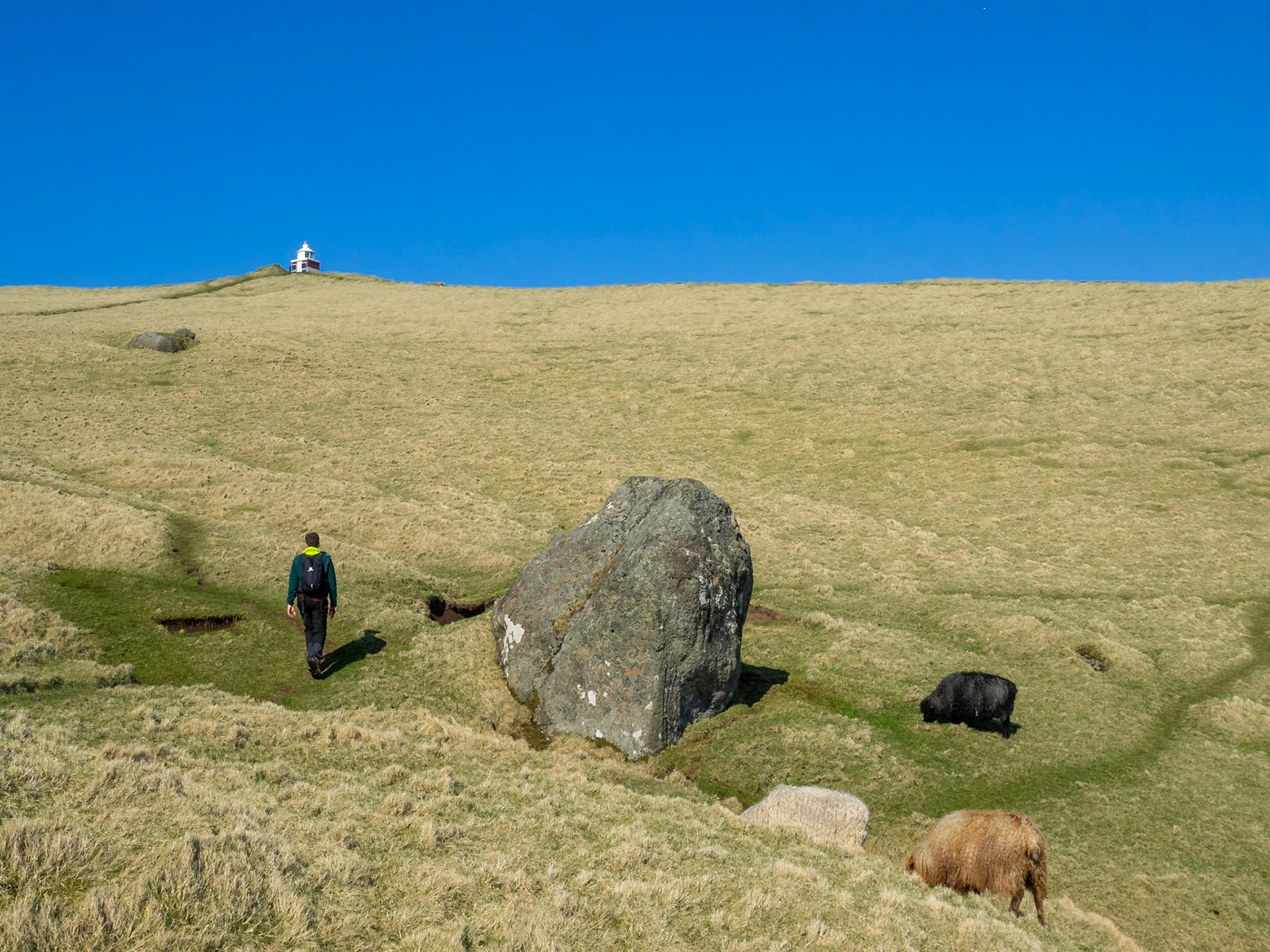 Hiking Kallur lighthouse path between sheep and yellow grass