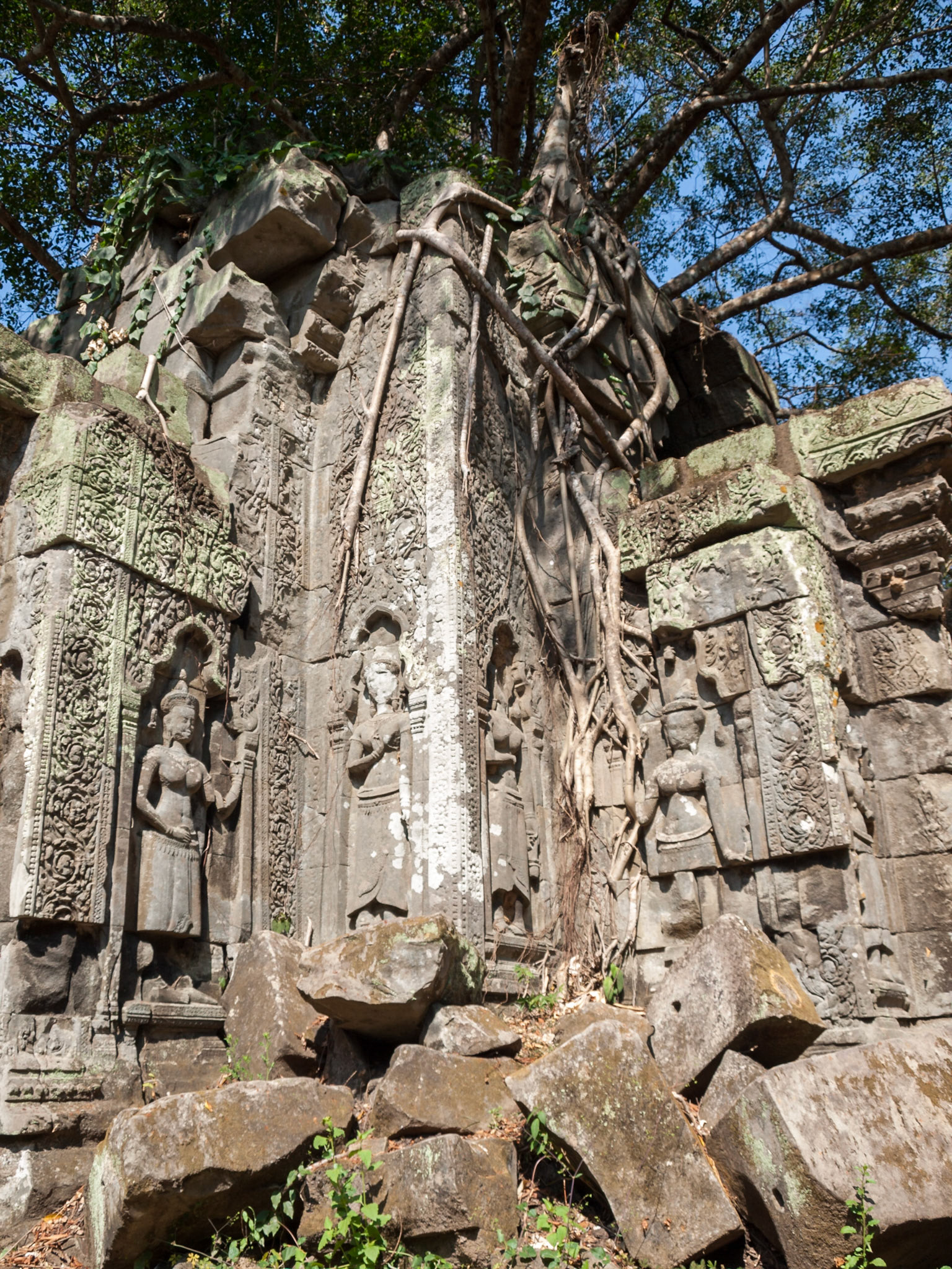 Beng Mealea, Cambodia - a temple tower hold by trees