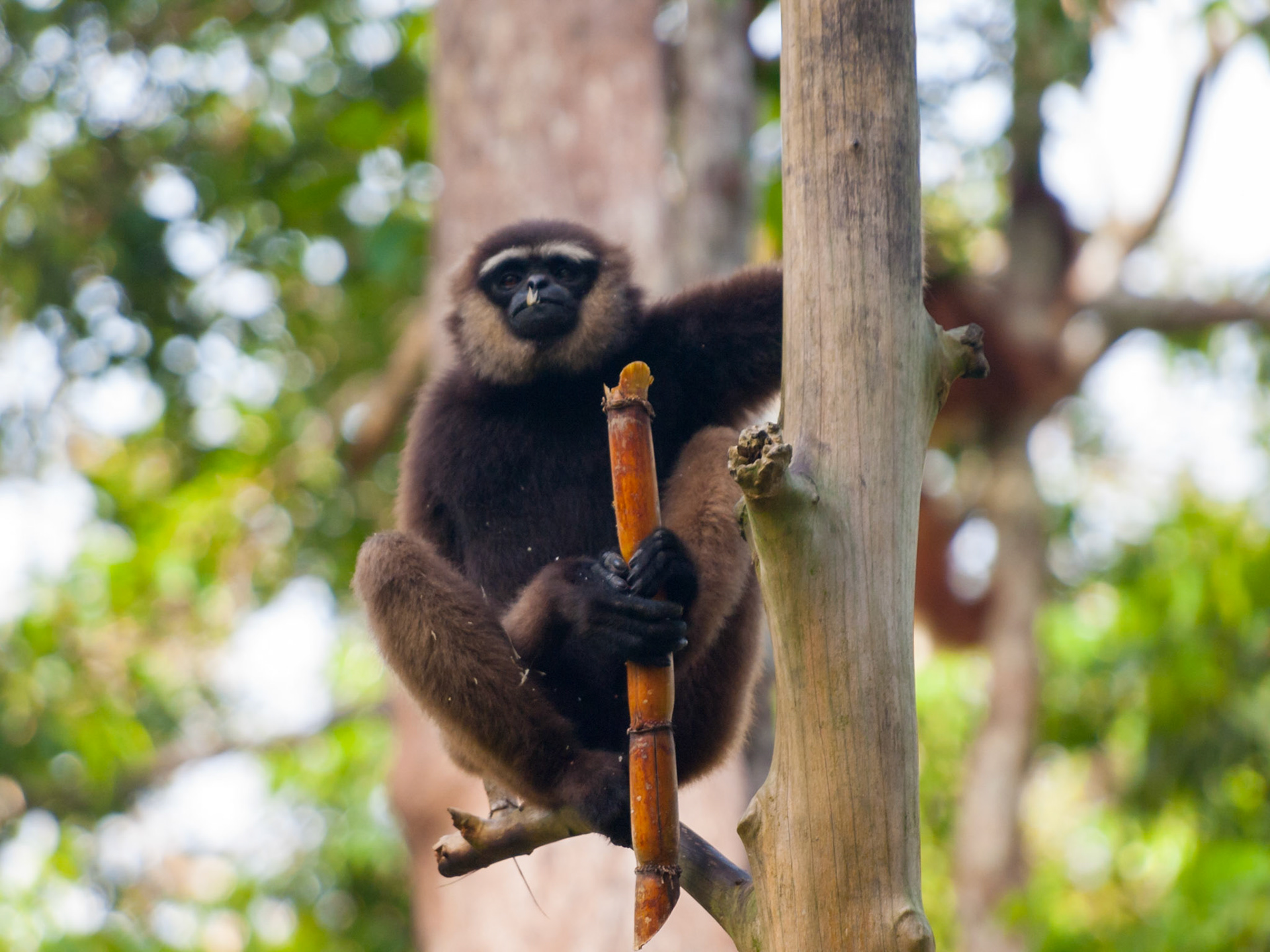 Gibbon eating in a tree
