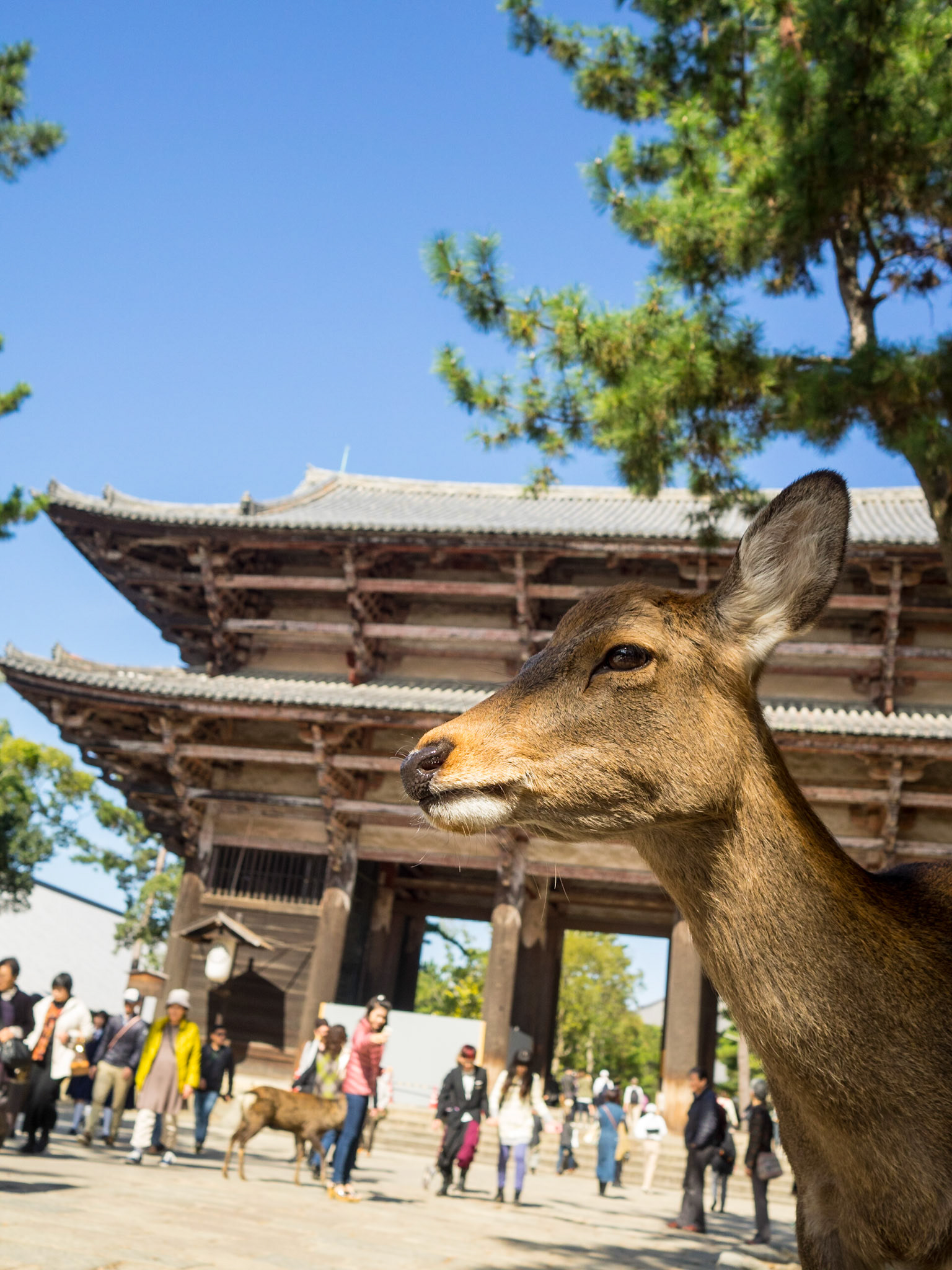 Deer closeup with Todai-ji temple entrance in background