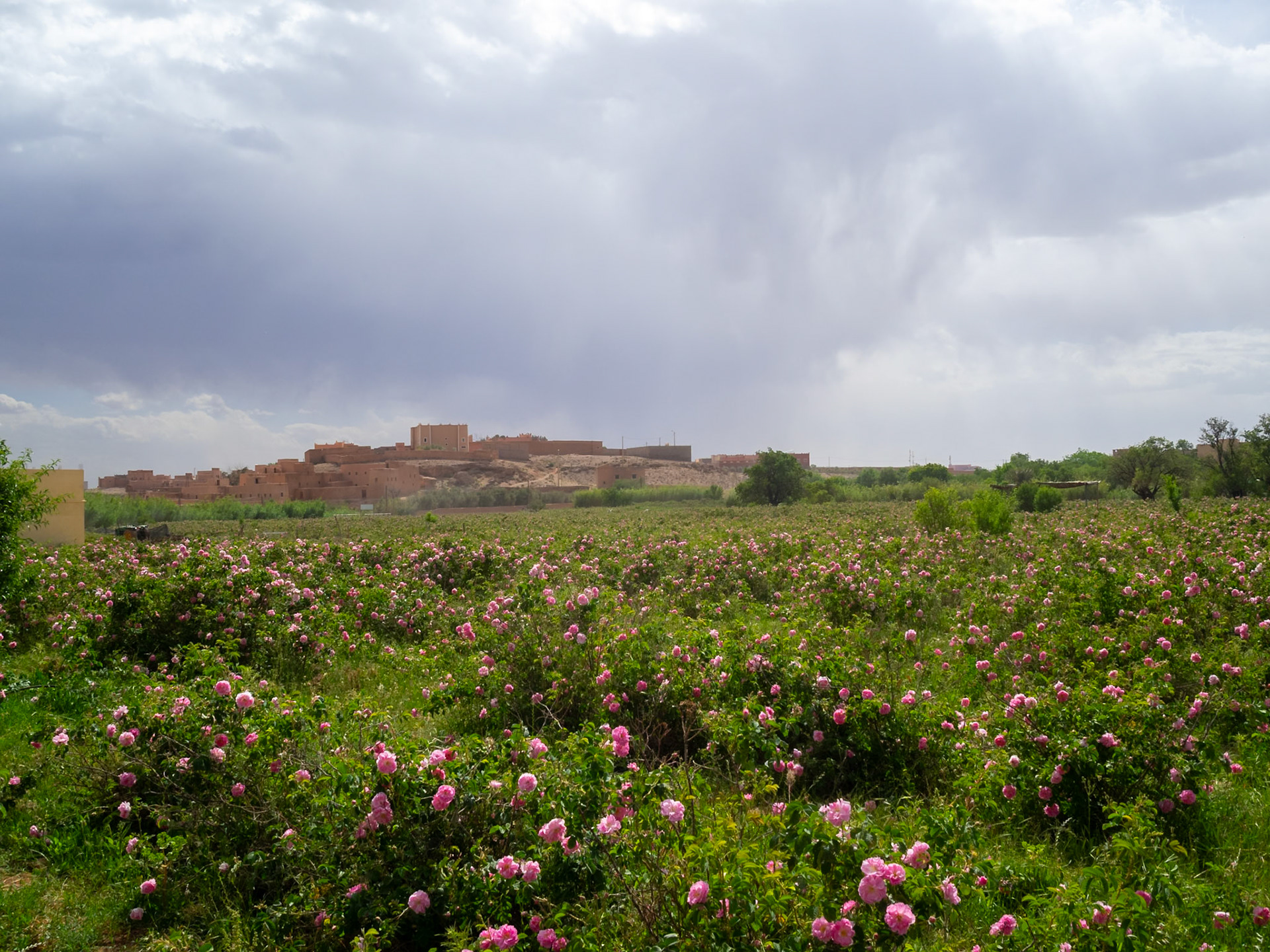 Dades valley rose plantations, Morocco