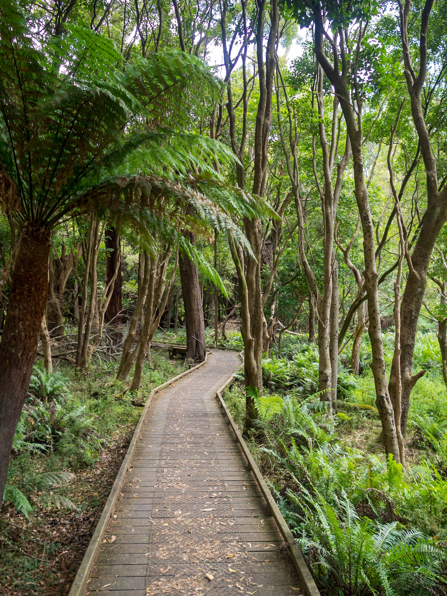 Lush vegetation and giant ferns in Lilly Pilly Gully Circuit trail