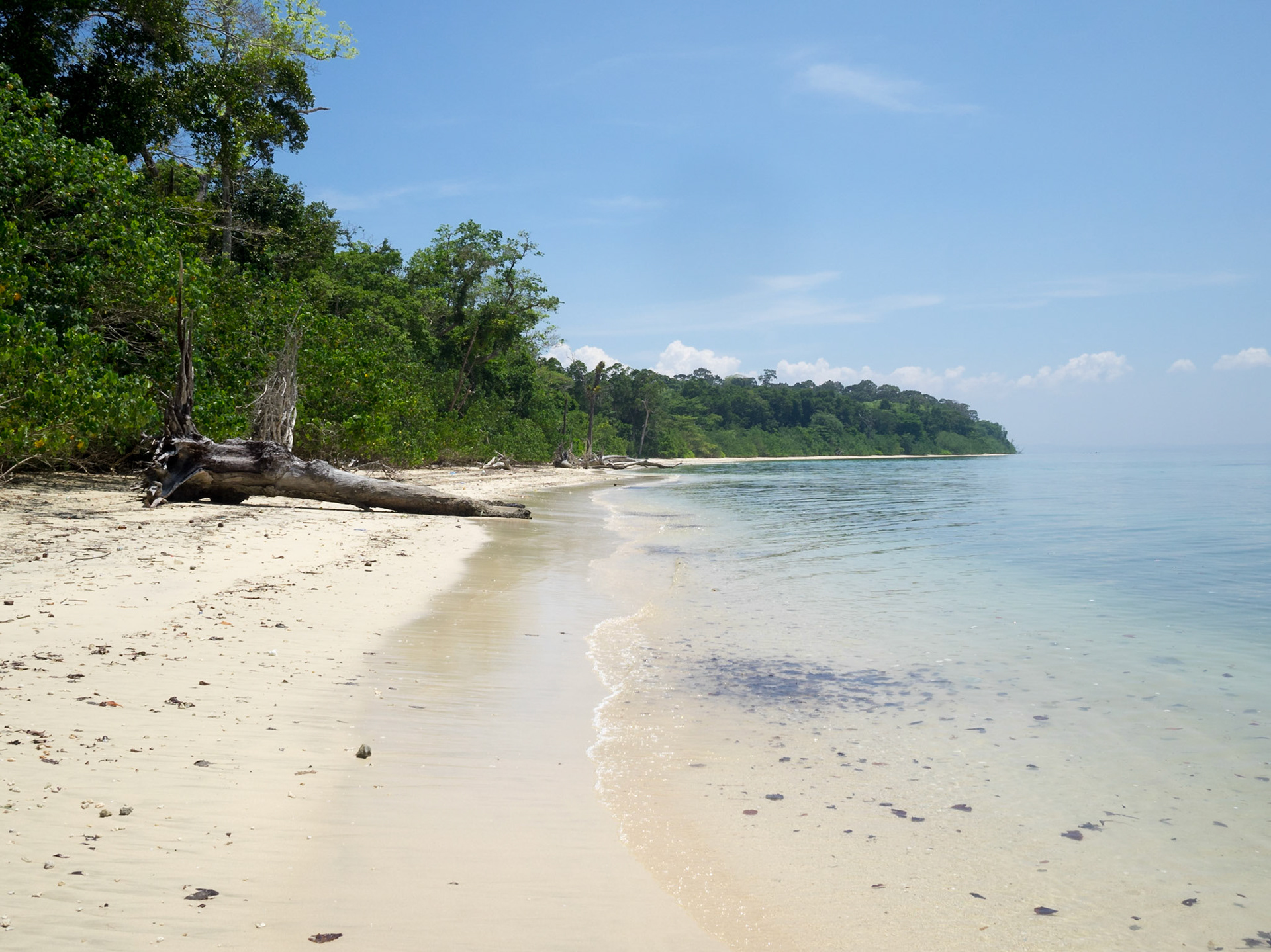 Elephant beach, Havelock