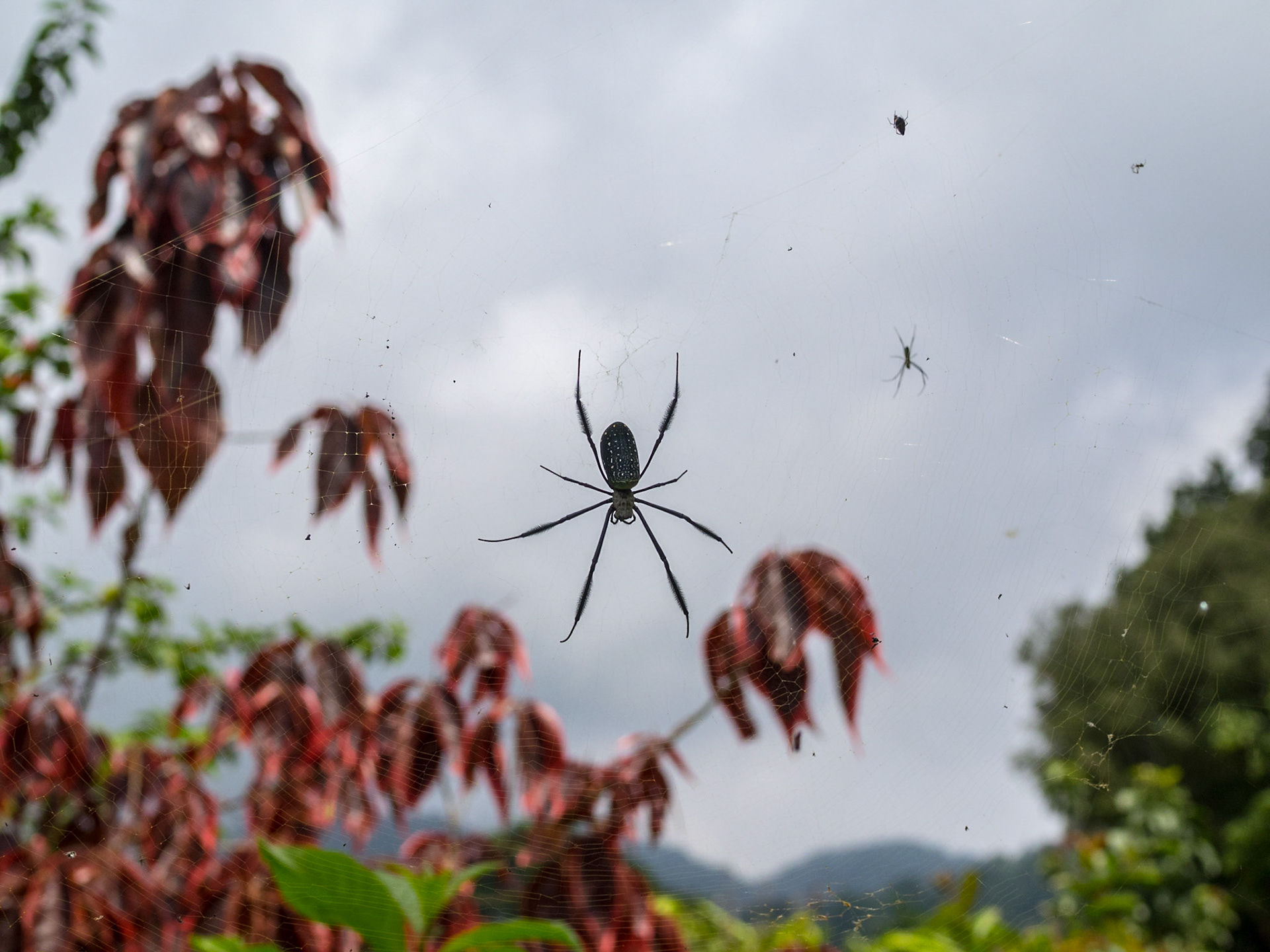 Spider silhouette in a web