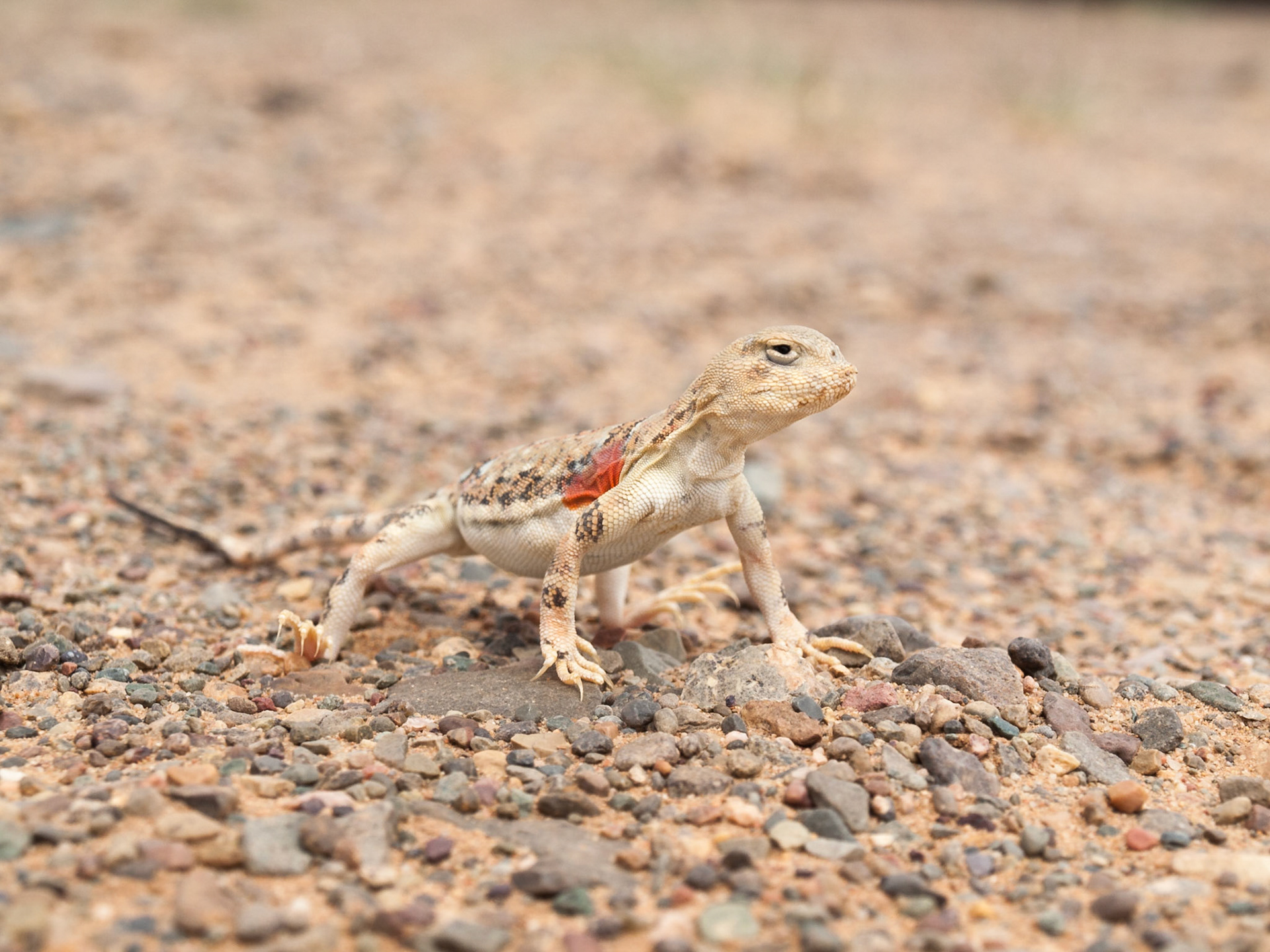 Gobi desert lizard